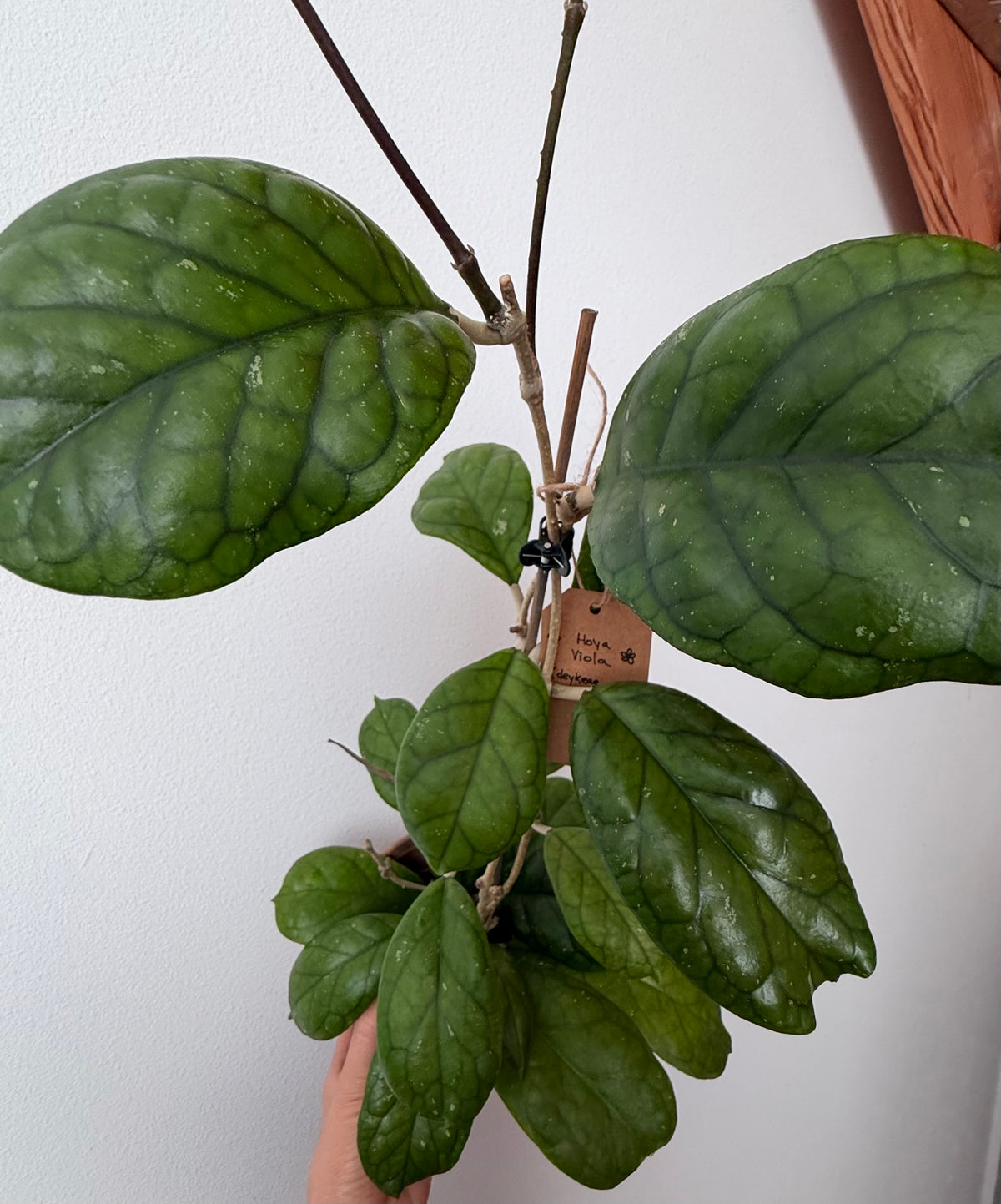 Hoya 'Viola' (Hoya deykeae x Hoya vitellina)