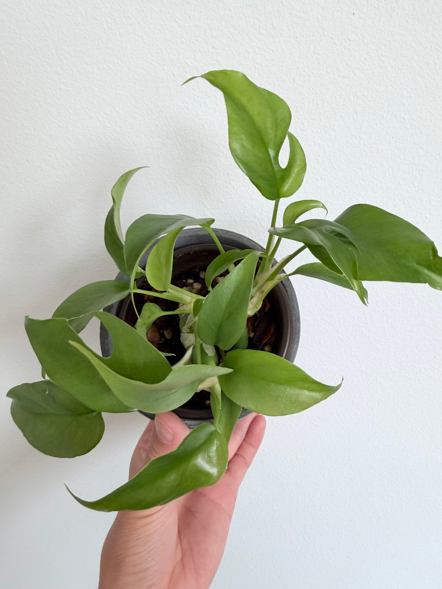 Rhaphidophora Tetrasperma (Mini Monstera)