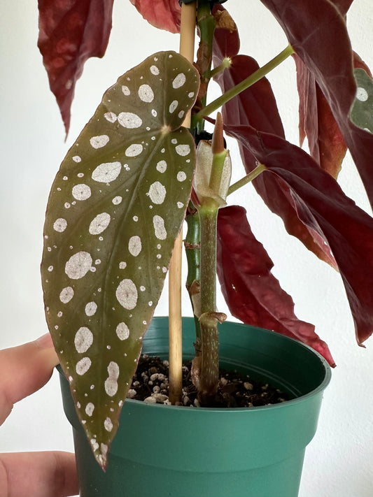 Begonia Maculata (Polka Dot Begonia)