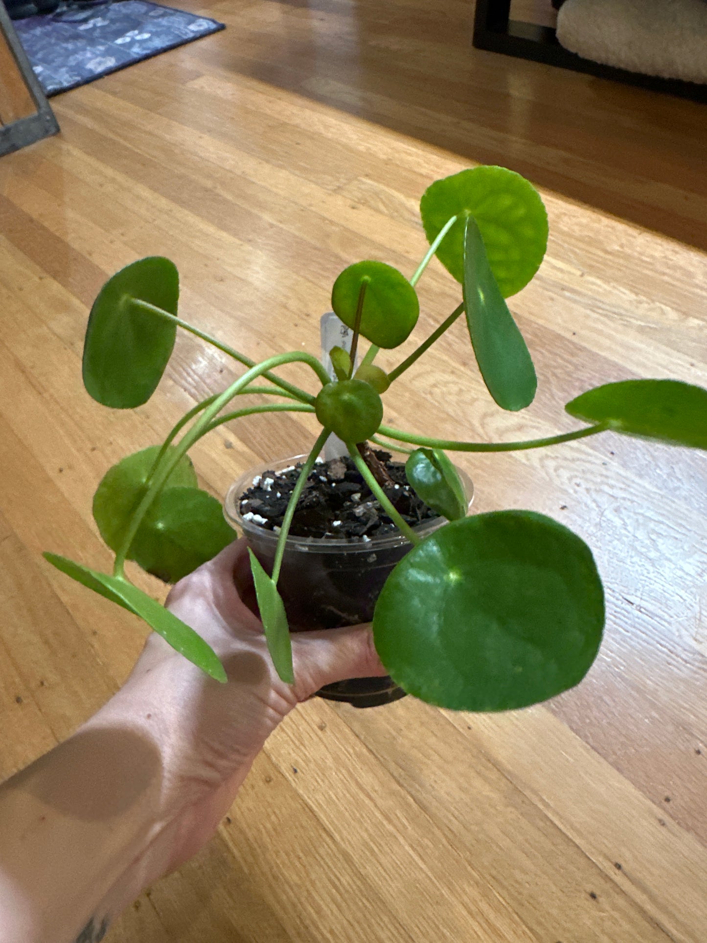 Pilea Peperomioides "Friendship plant"