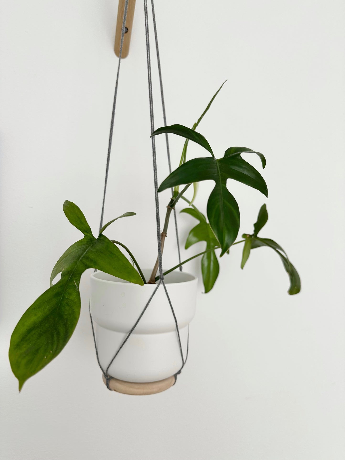 Philodendron ‘Glad Hands’