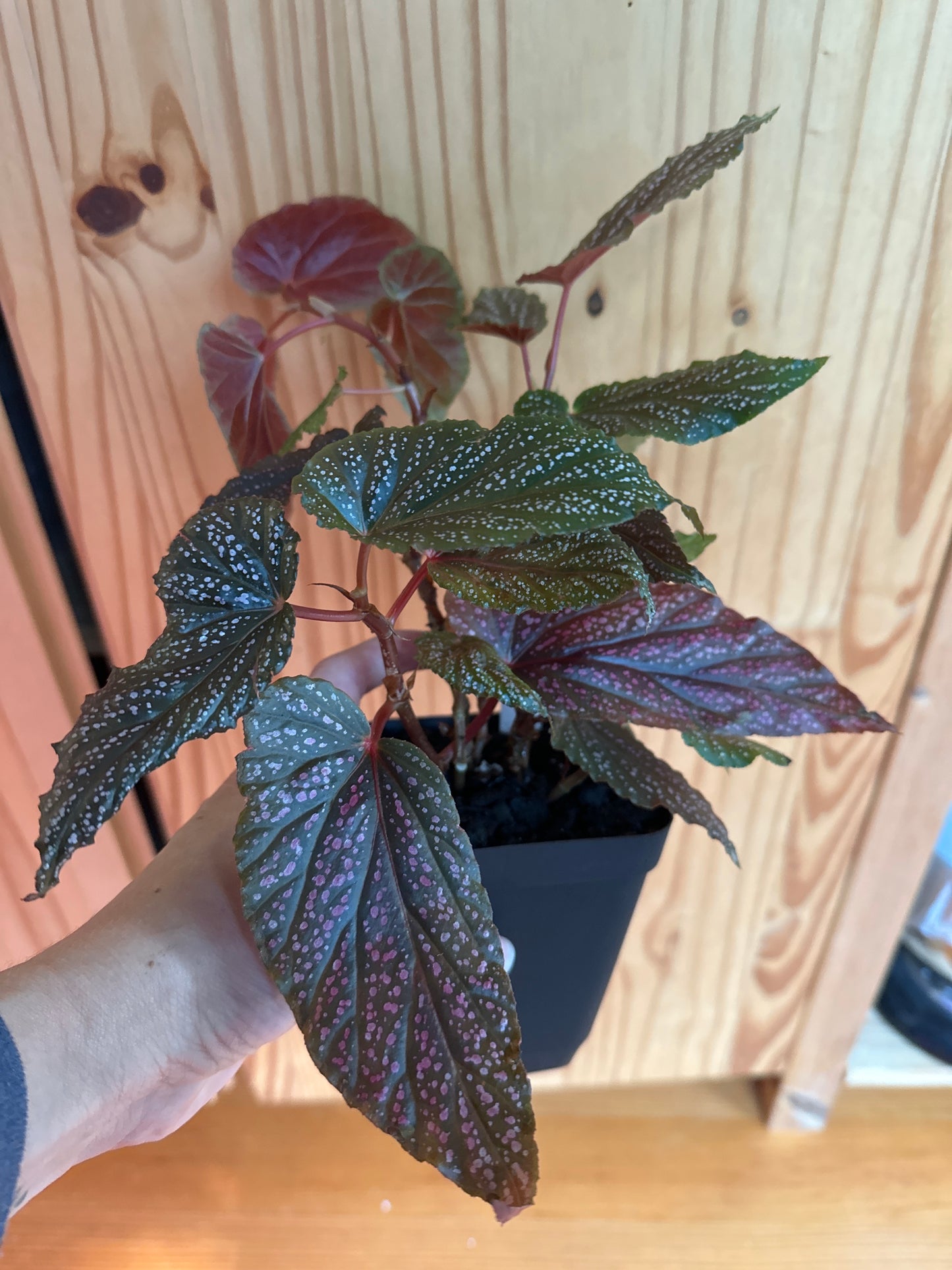 Begonia maculata 'Pink Spot'