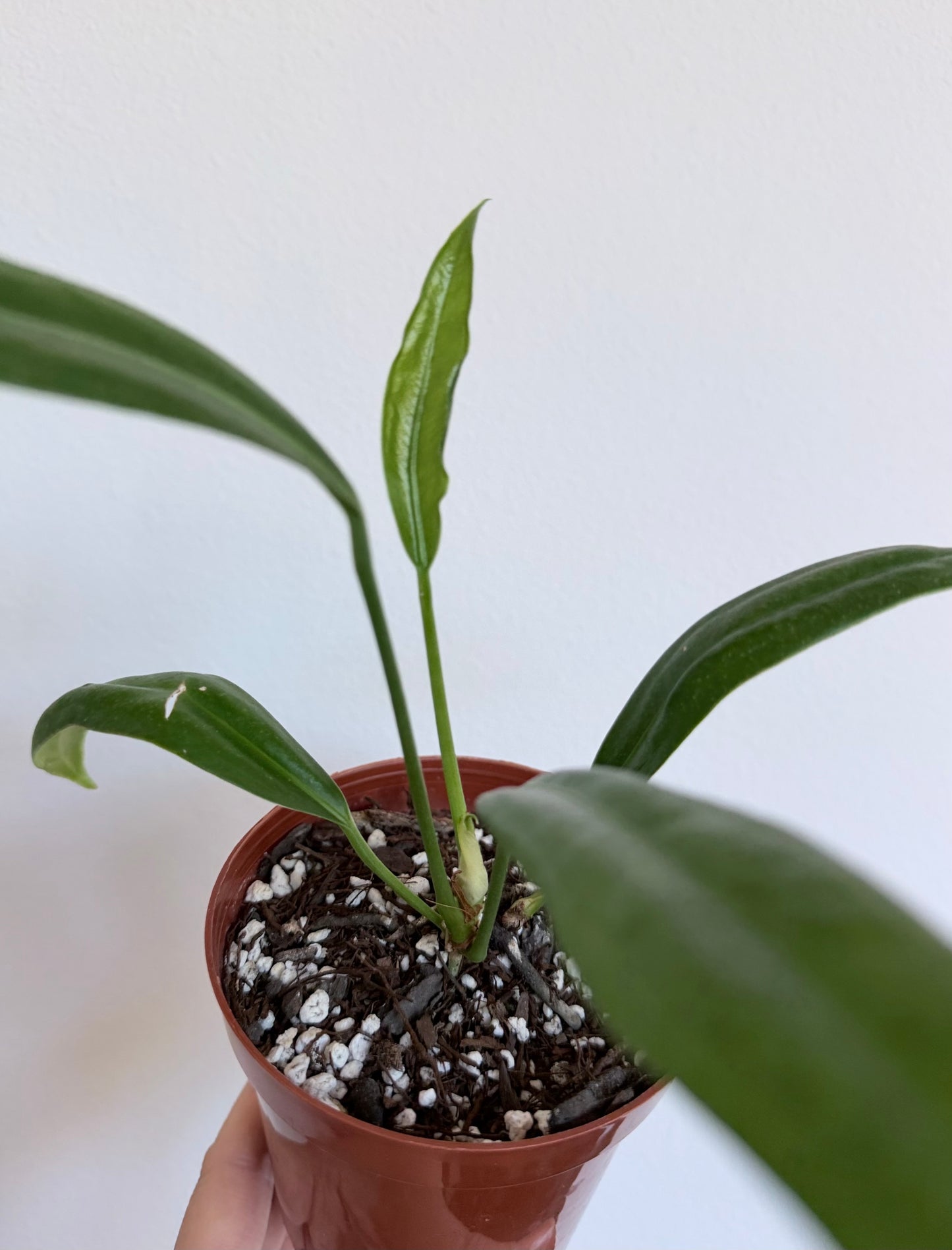 Anthurium 'Big Bill' - 4"