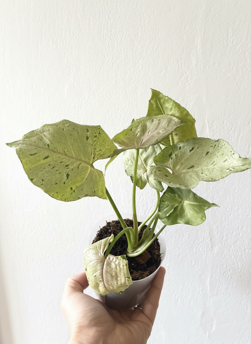 Syngonium Green Splash