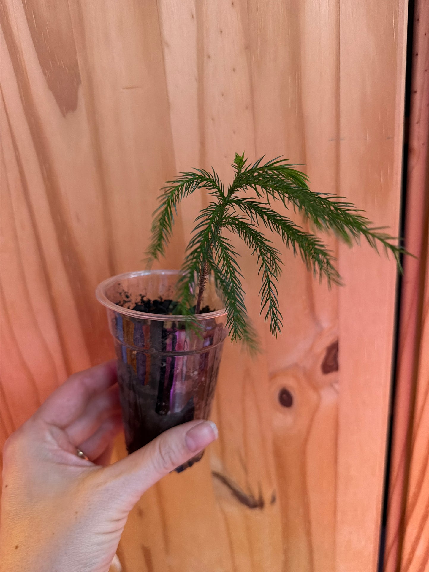 Norfolk Island pine “Araucaria heterophylla”