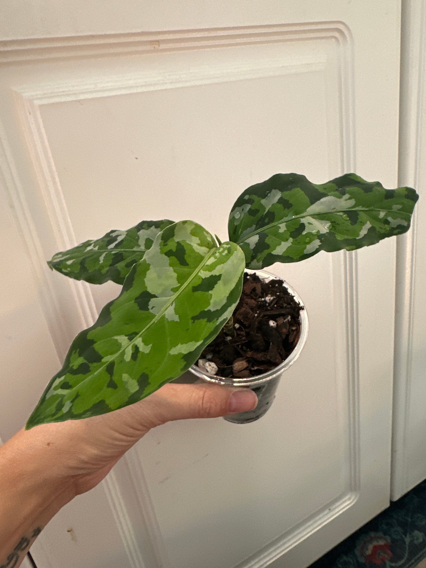 aglaonema pictum tricolor