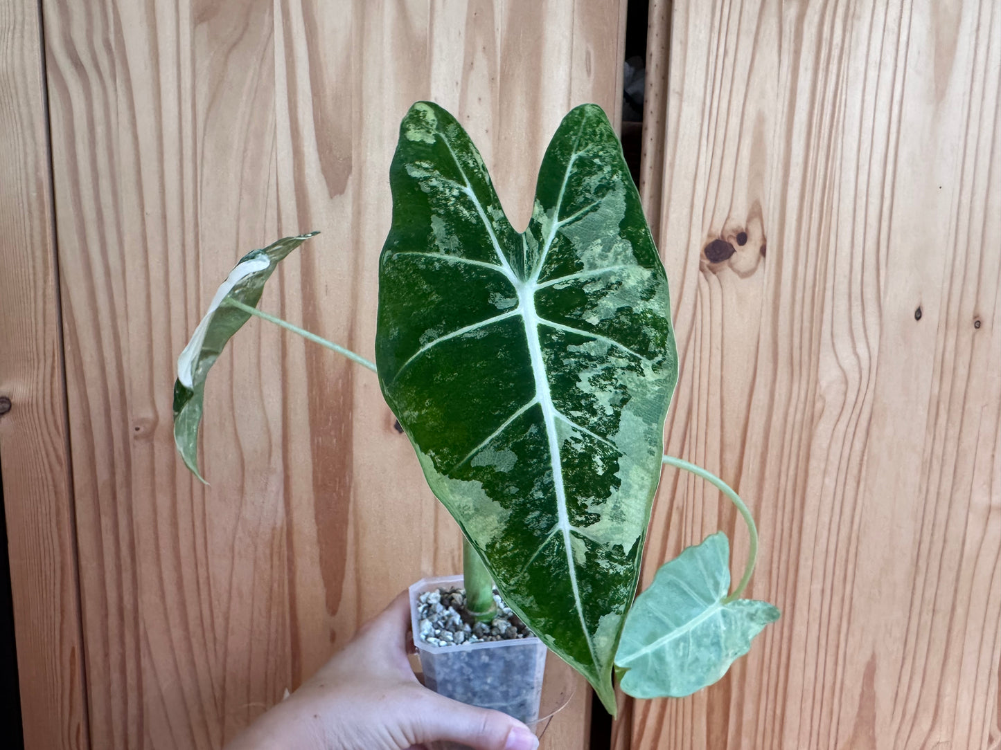 alocasia frydek variegated