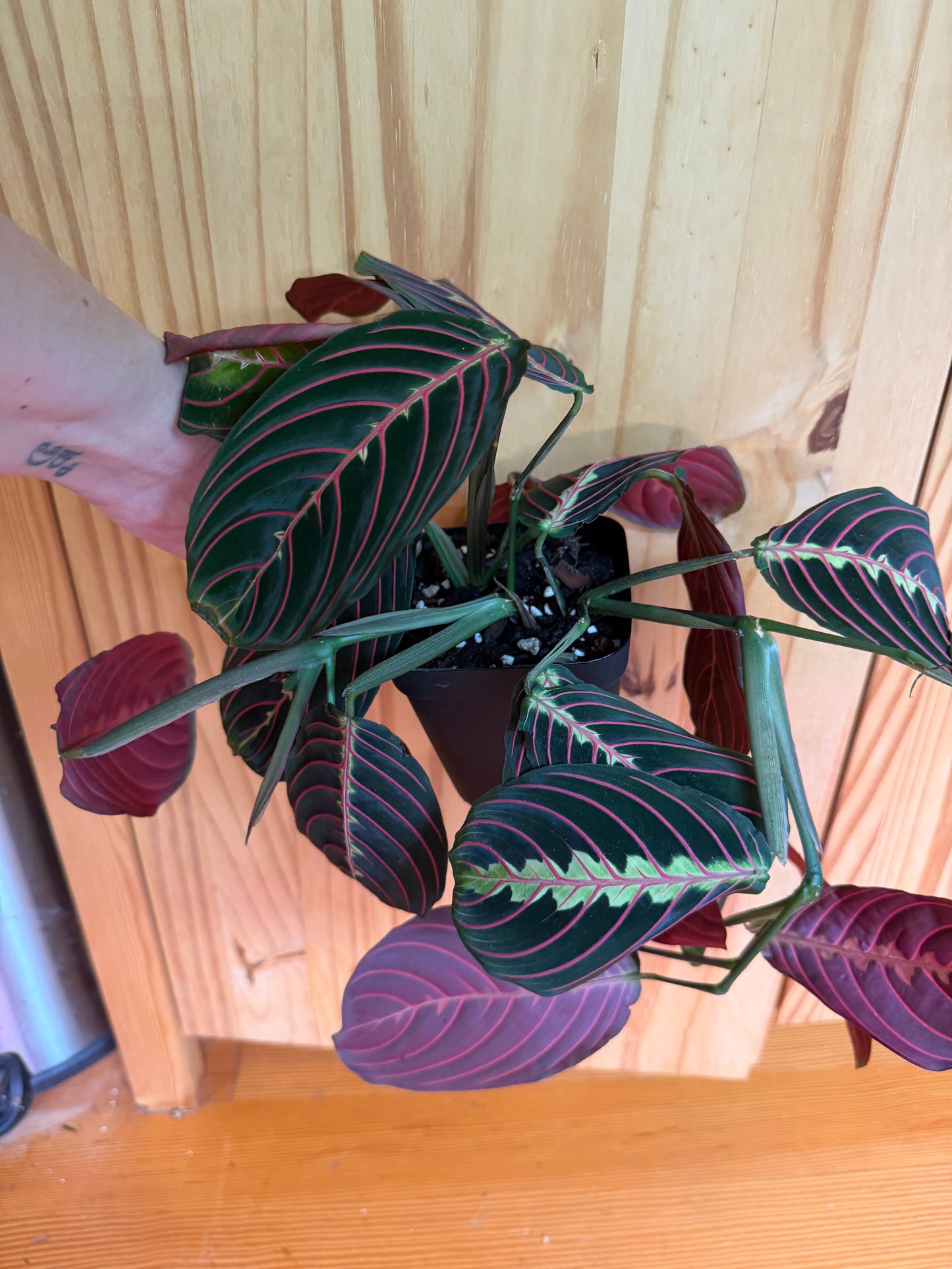 Maranta leuconeura "Red Maranta"