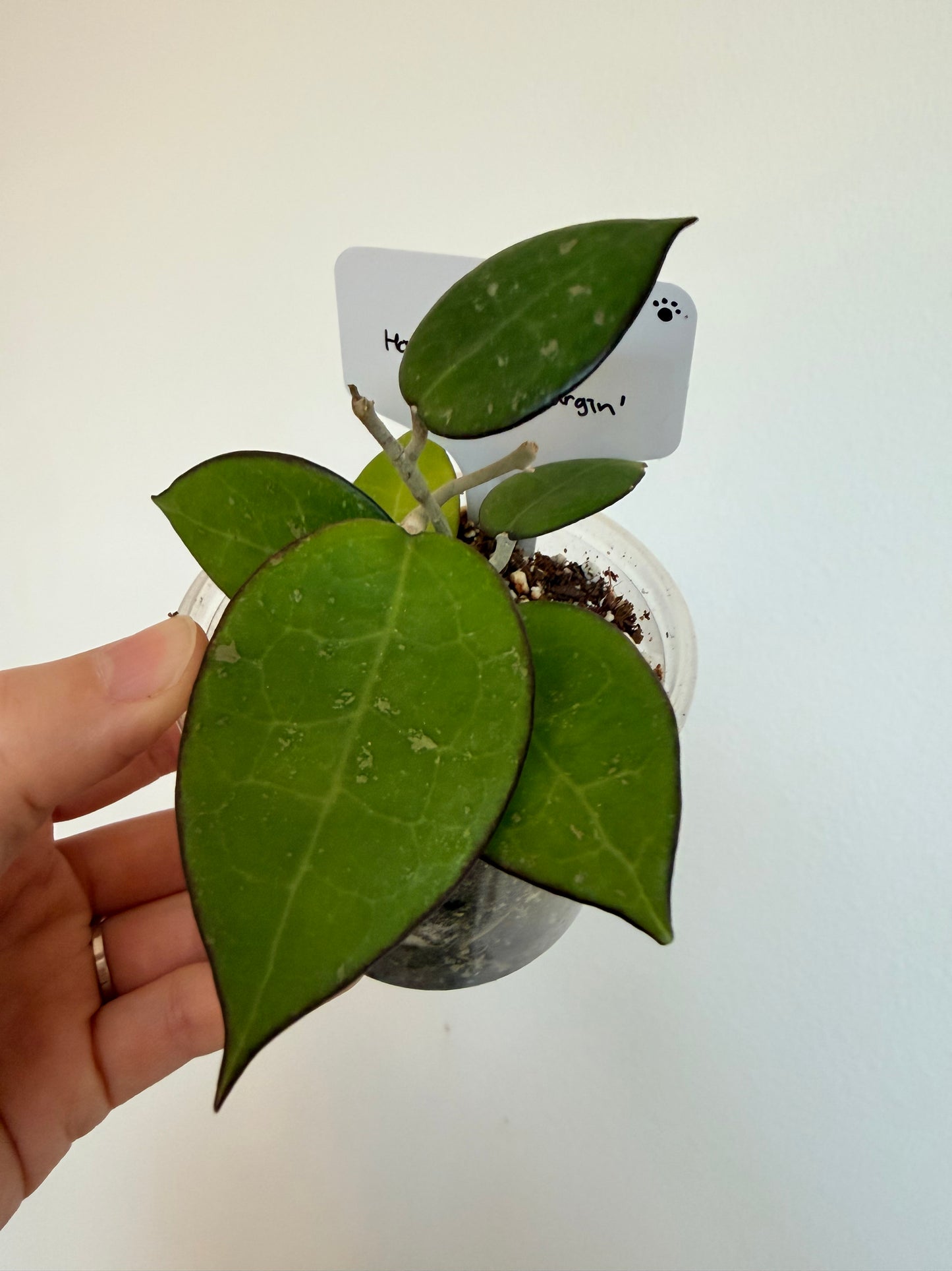 Hoya Parasitica ‘Black Margin’