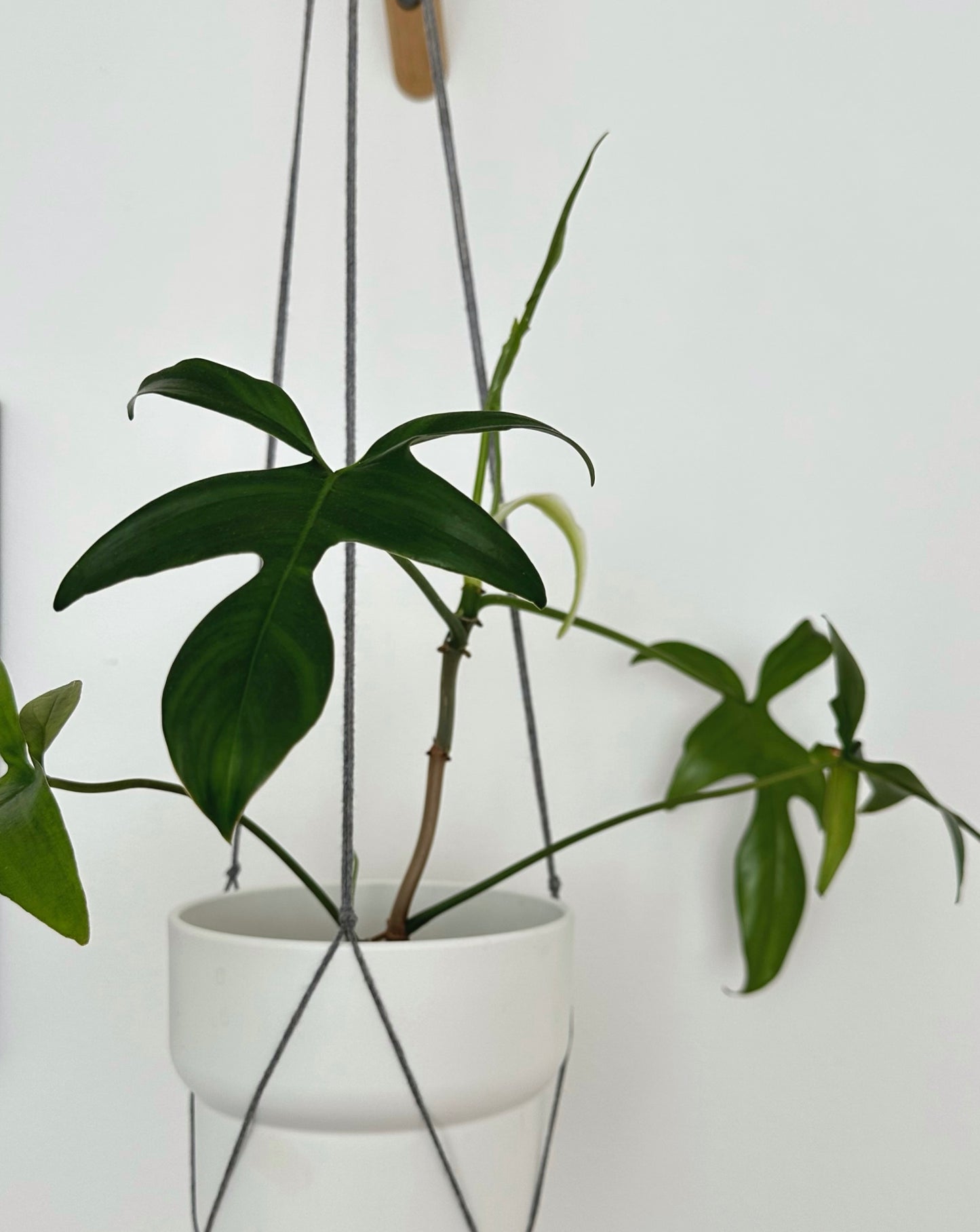 Philodendron ‘Glad Hands’