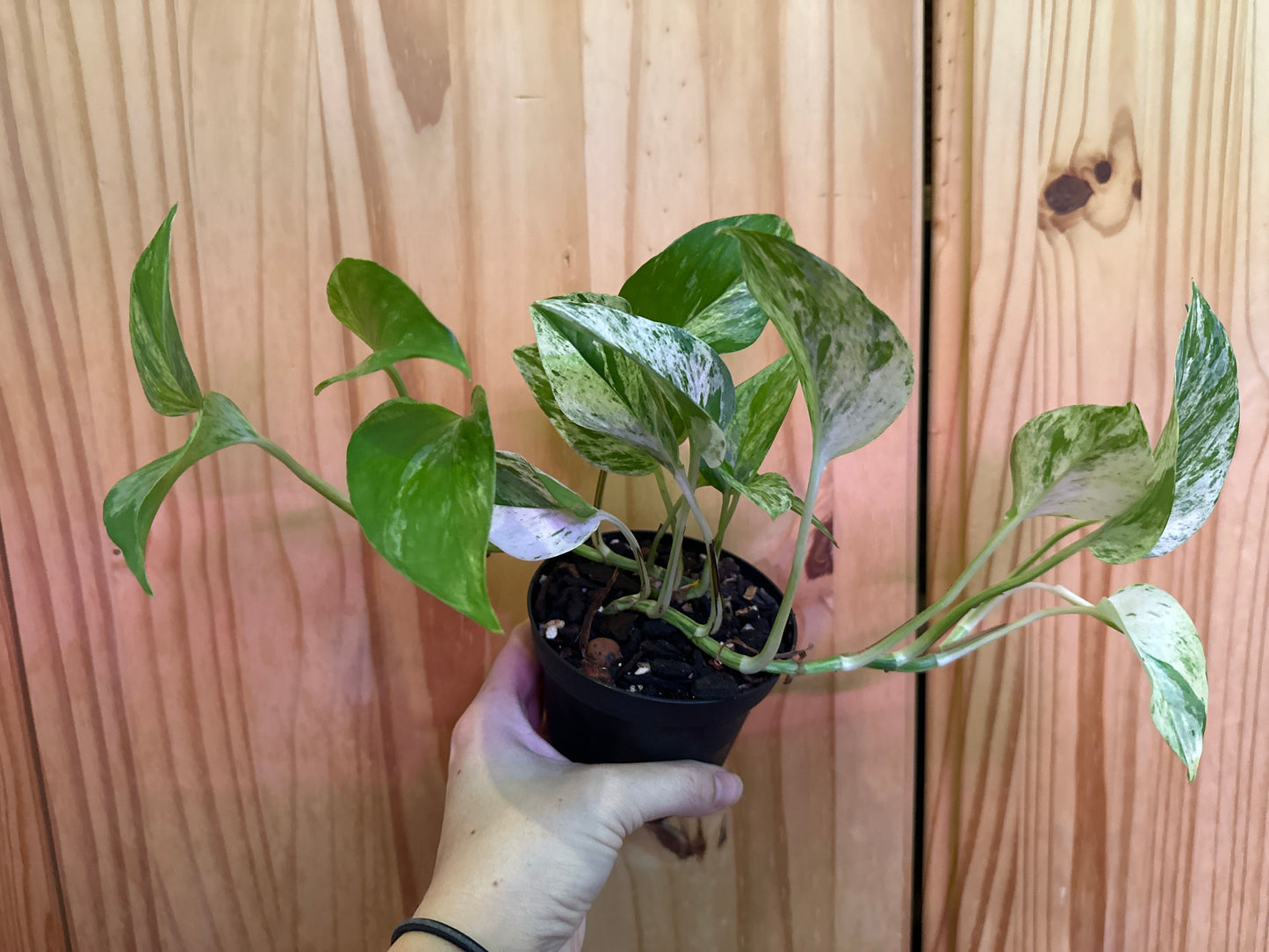Epipremnum aureum 'marble queen pothos’