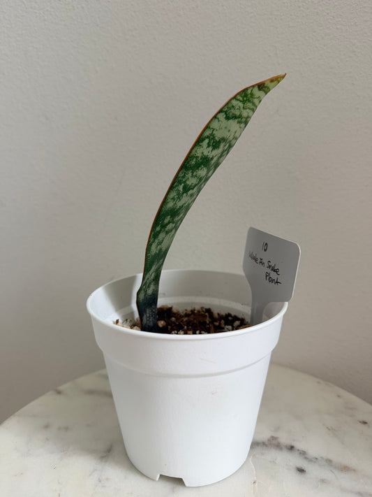 'Whale Fin' Snake Plant (Sansevieria Masoniana) - 4” pot