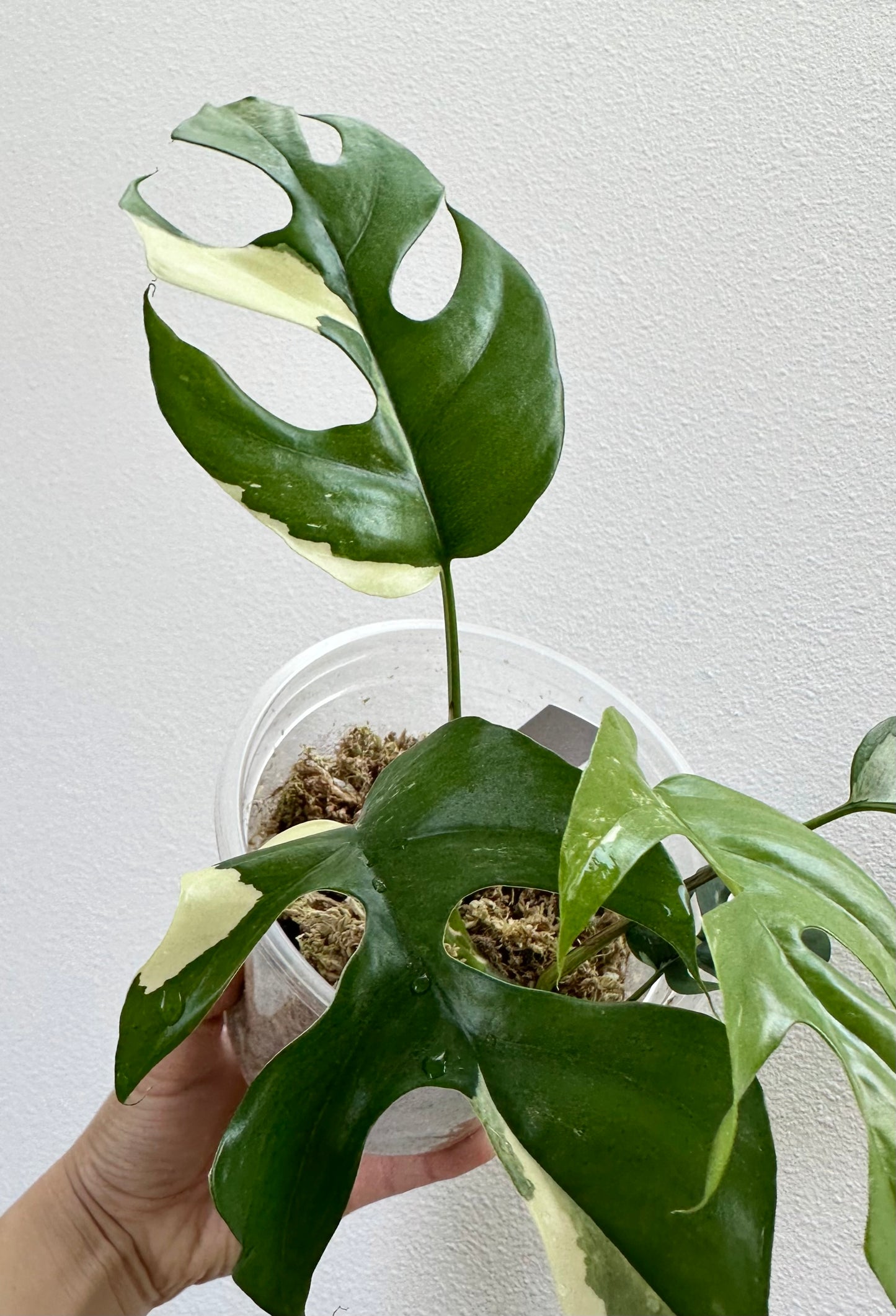 Rhaphidophora tetrasperma albo - 6"