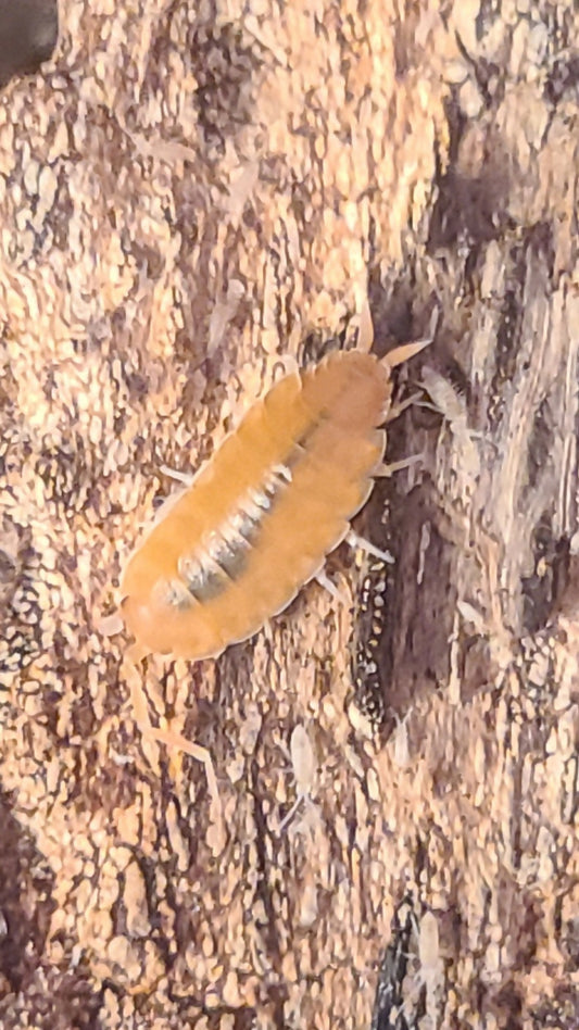 Isopod Colony - Powder Orange 10+ ct