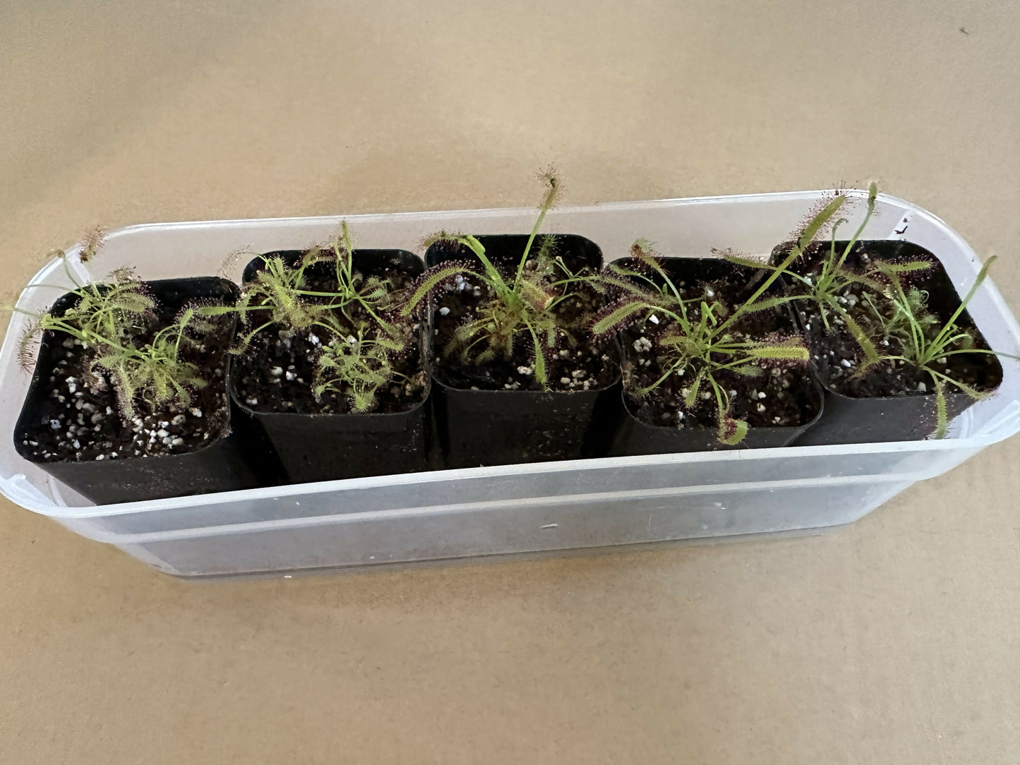 Baby cape sundew carnivorous plant 2” pot