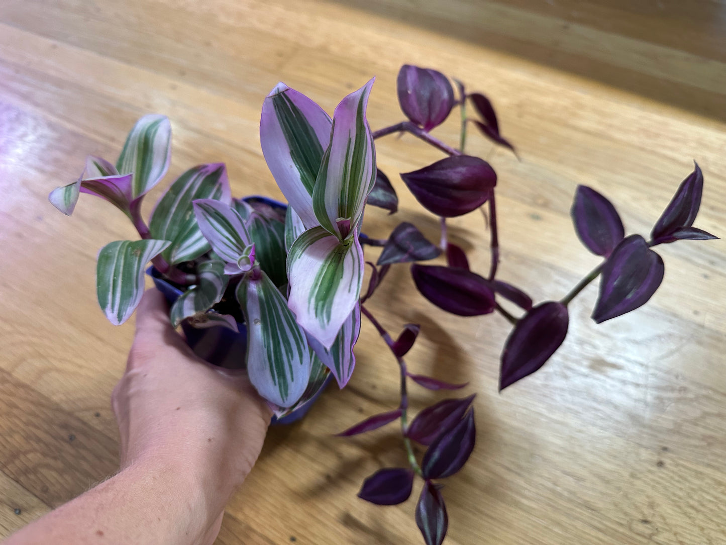 Mixed Tradescantia “zebrina & nanouk”