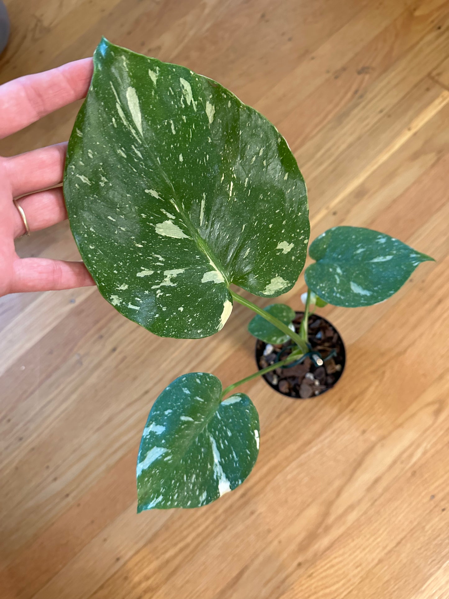 Monstera “Thai constellation”