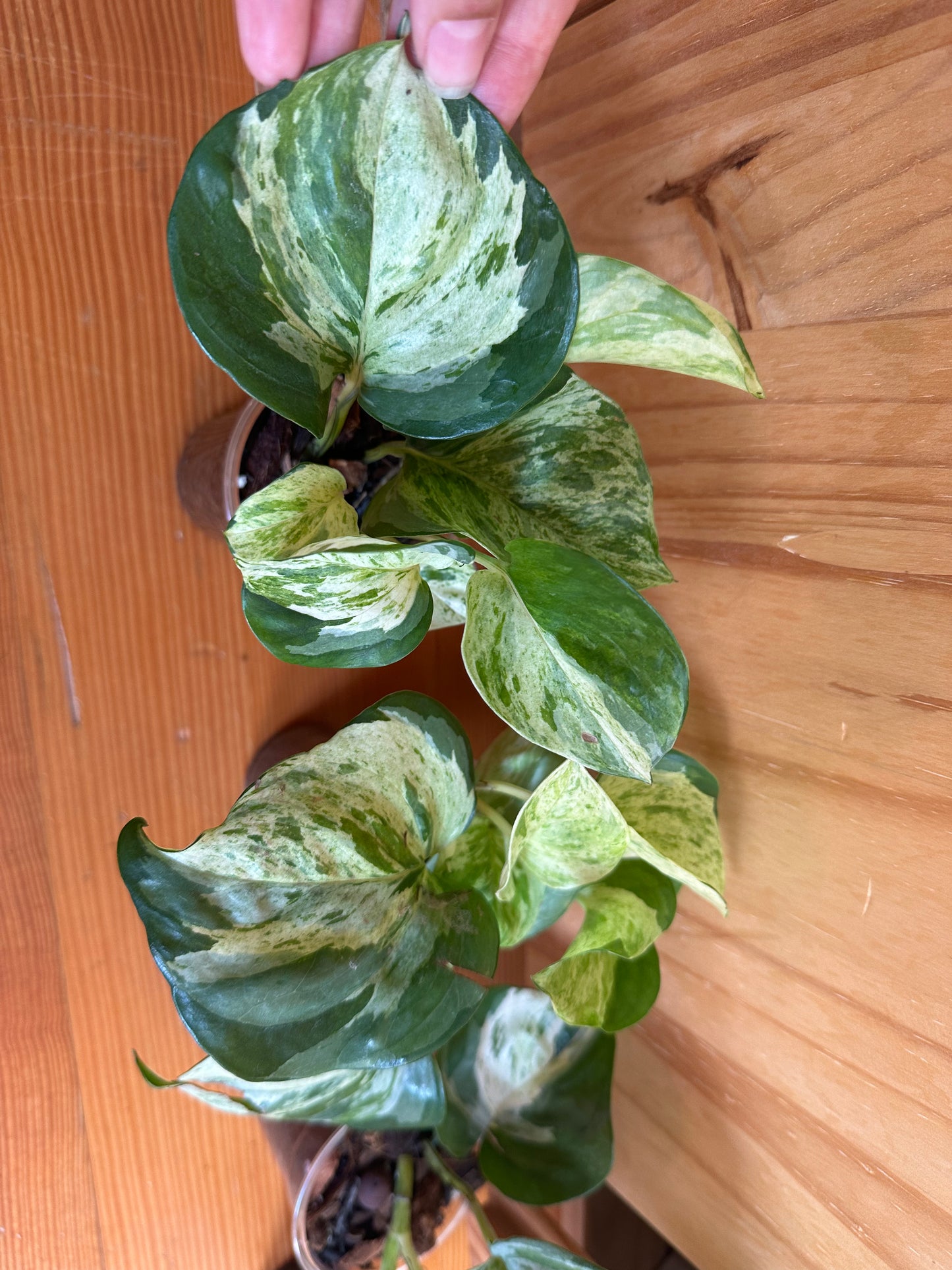 Epipremnum aureum 'Manjula' pothos