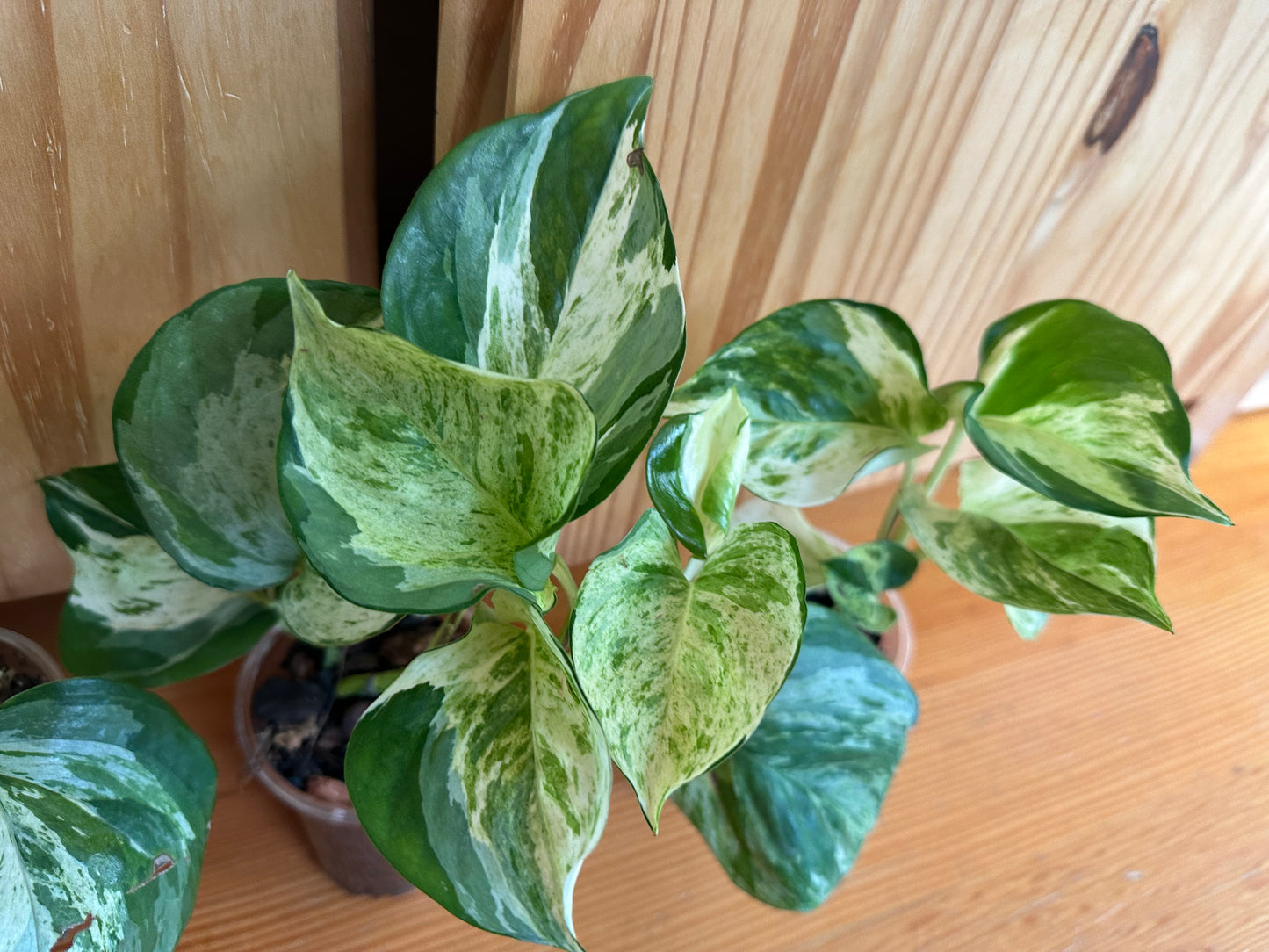 Epipremnum aureum 'Manjula' pothos