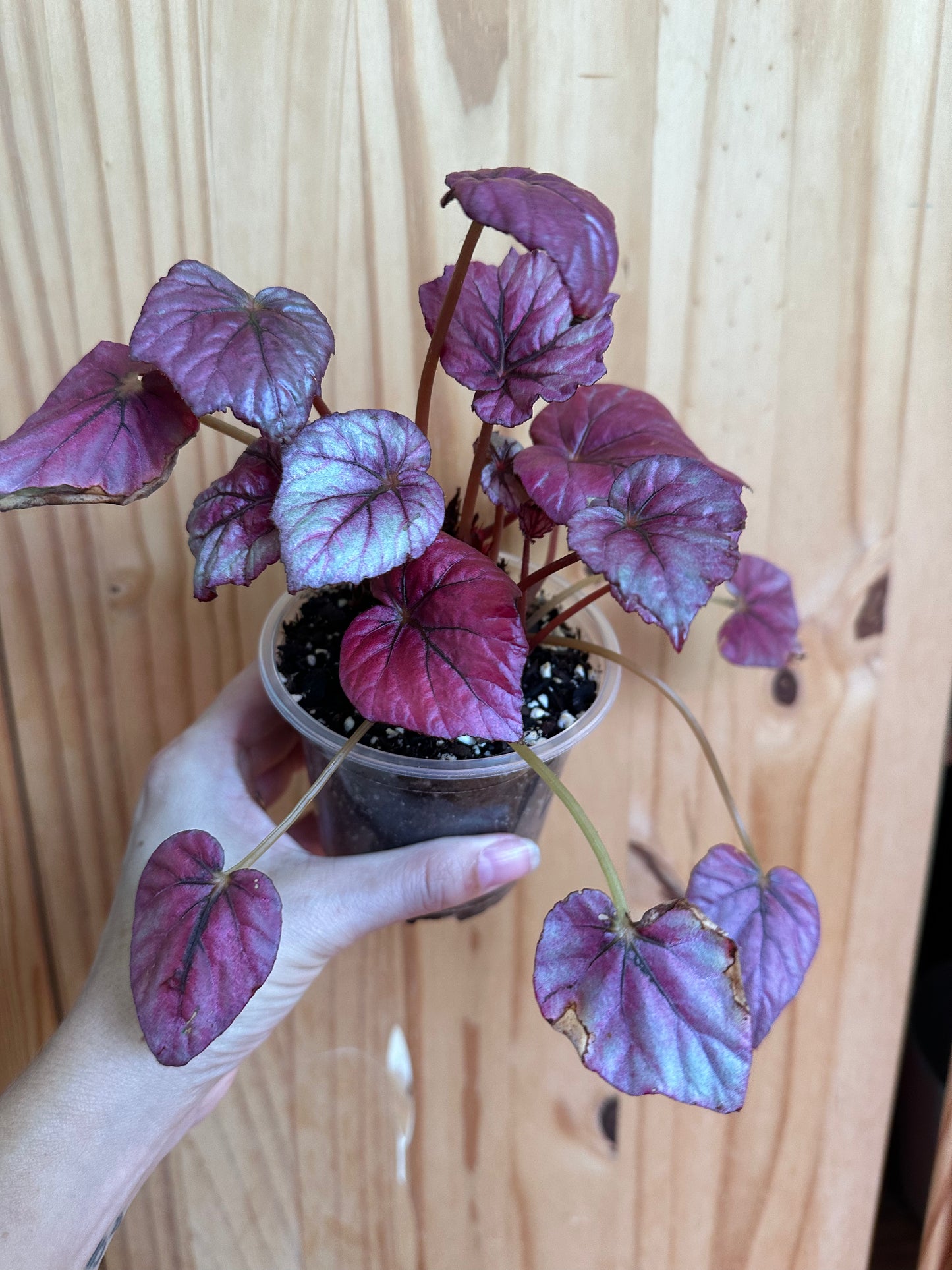 Begonia Rex ‘pink leaf’