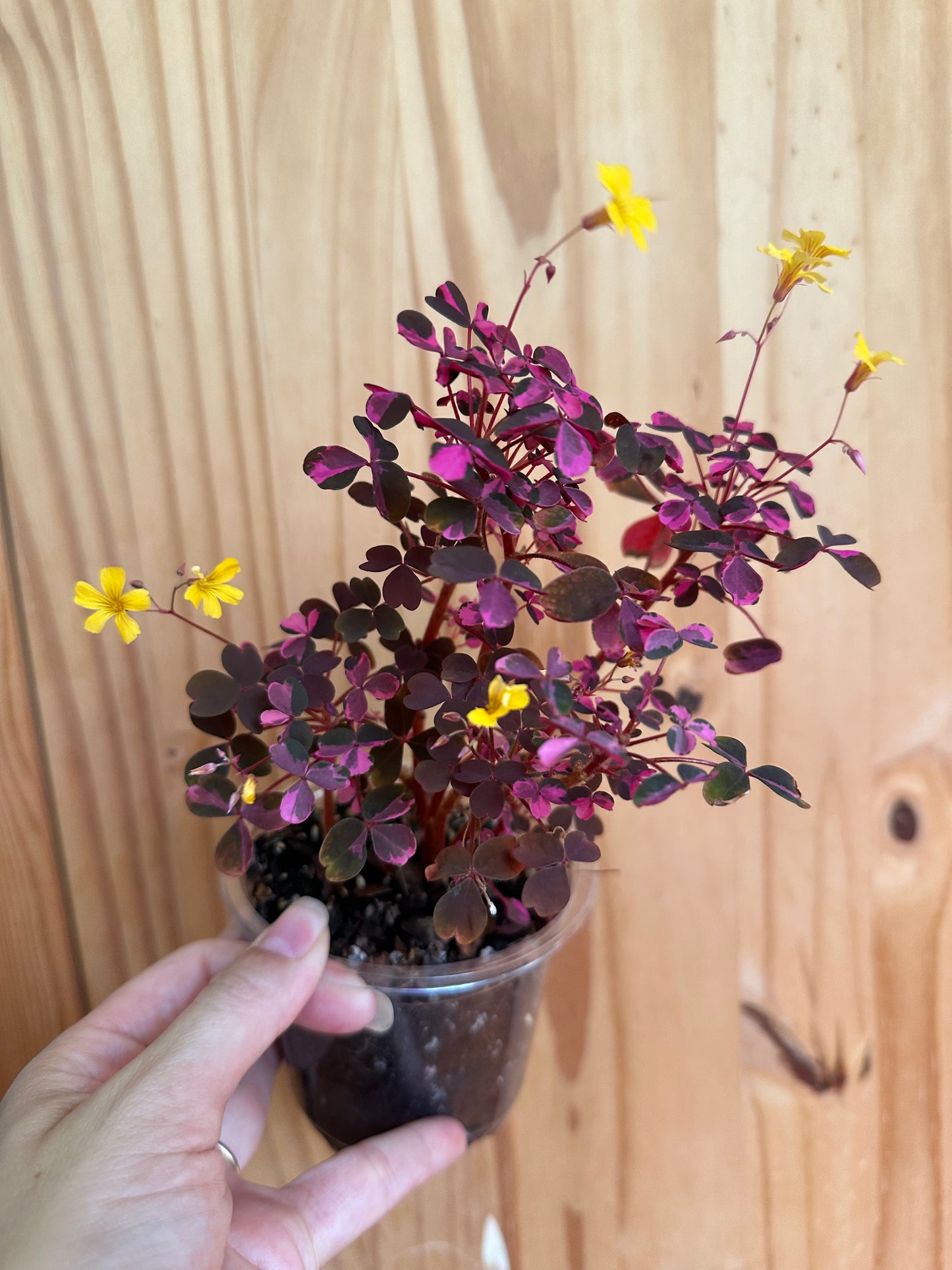 Oxalis bicolor ‘candy cane shamrock’