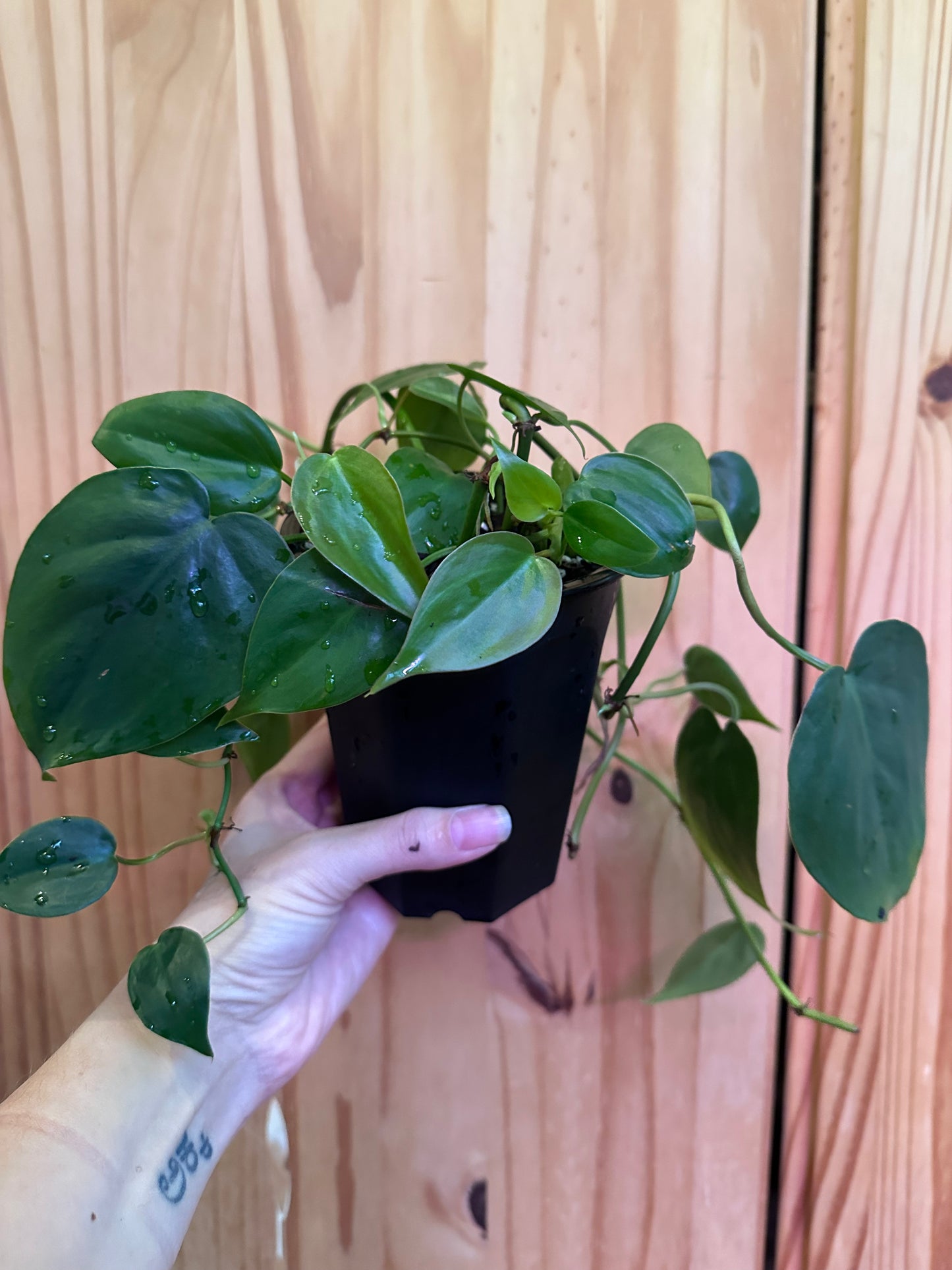 Philodendron Hederaceum 'Heartleaf'