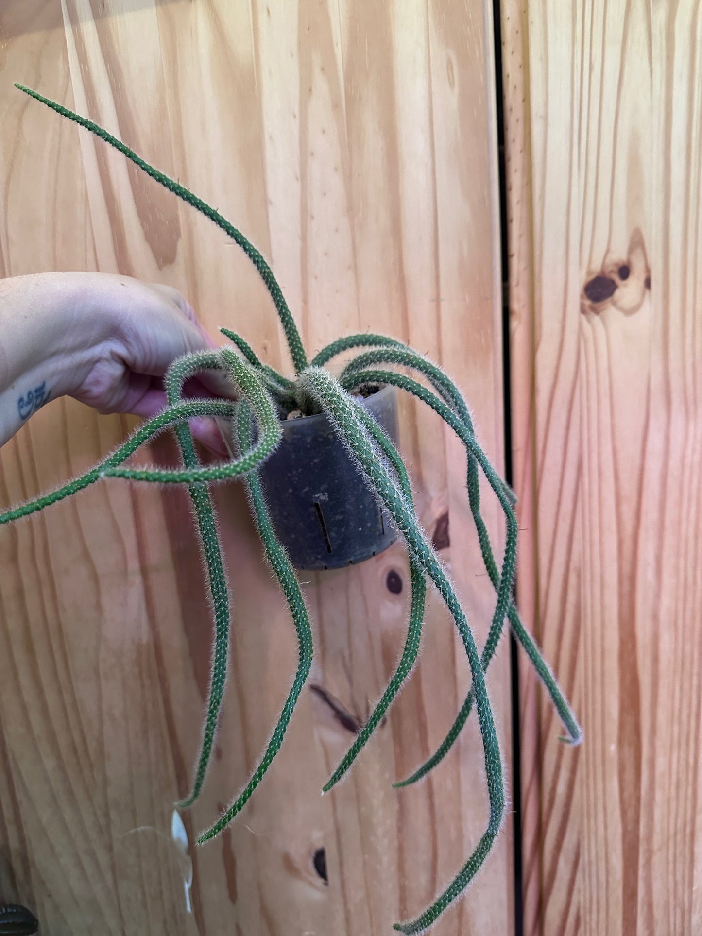 Aporocactus flagelliformis “Rattail Cactus”