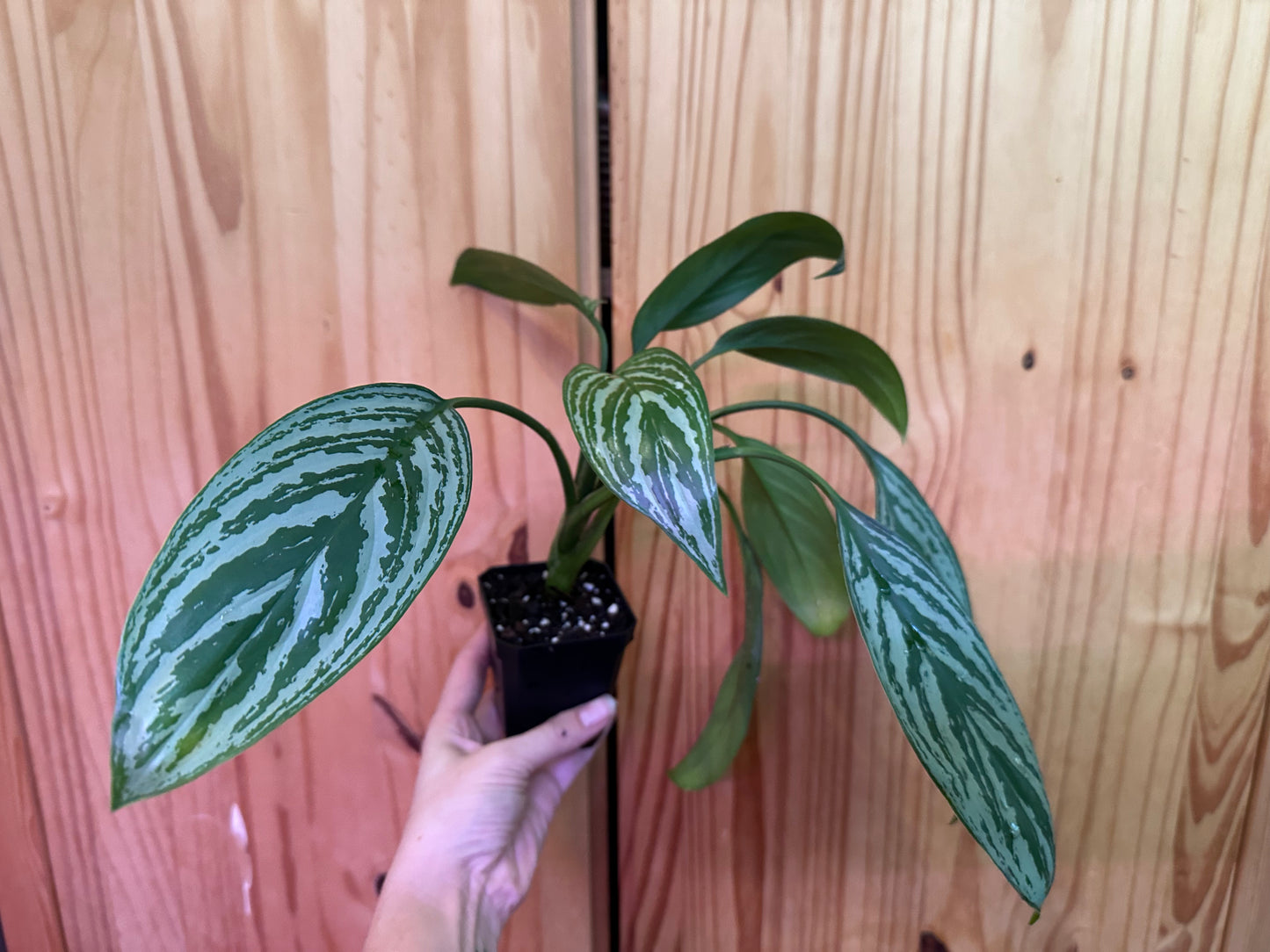 aglaonema “stripes”