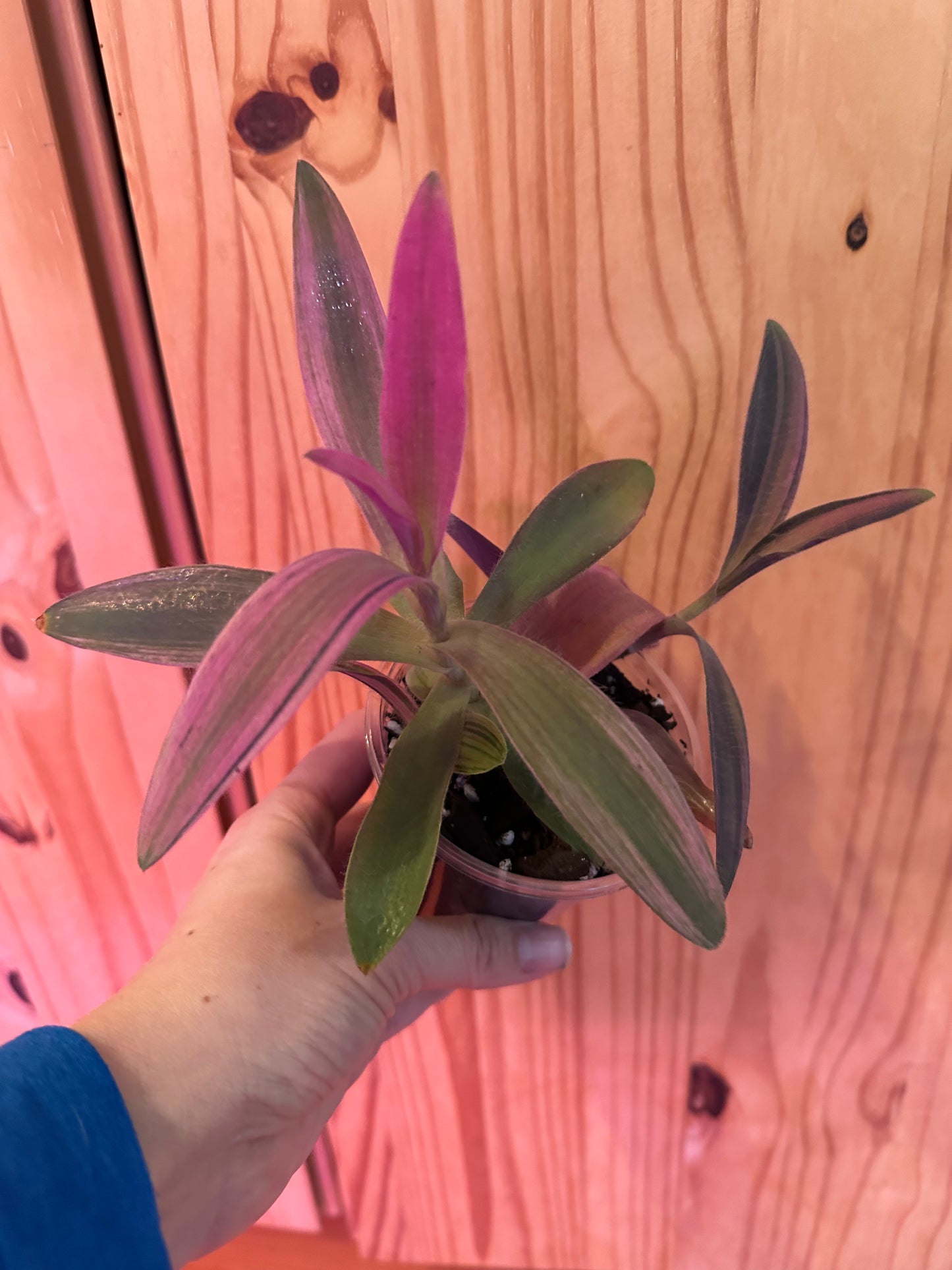 Tradescantia pallida 'variegata'