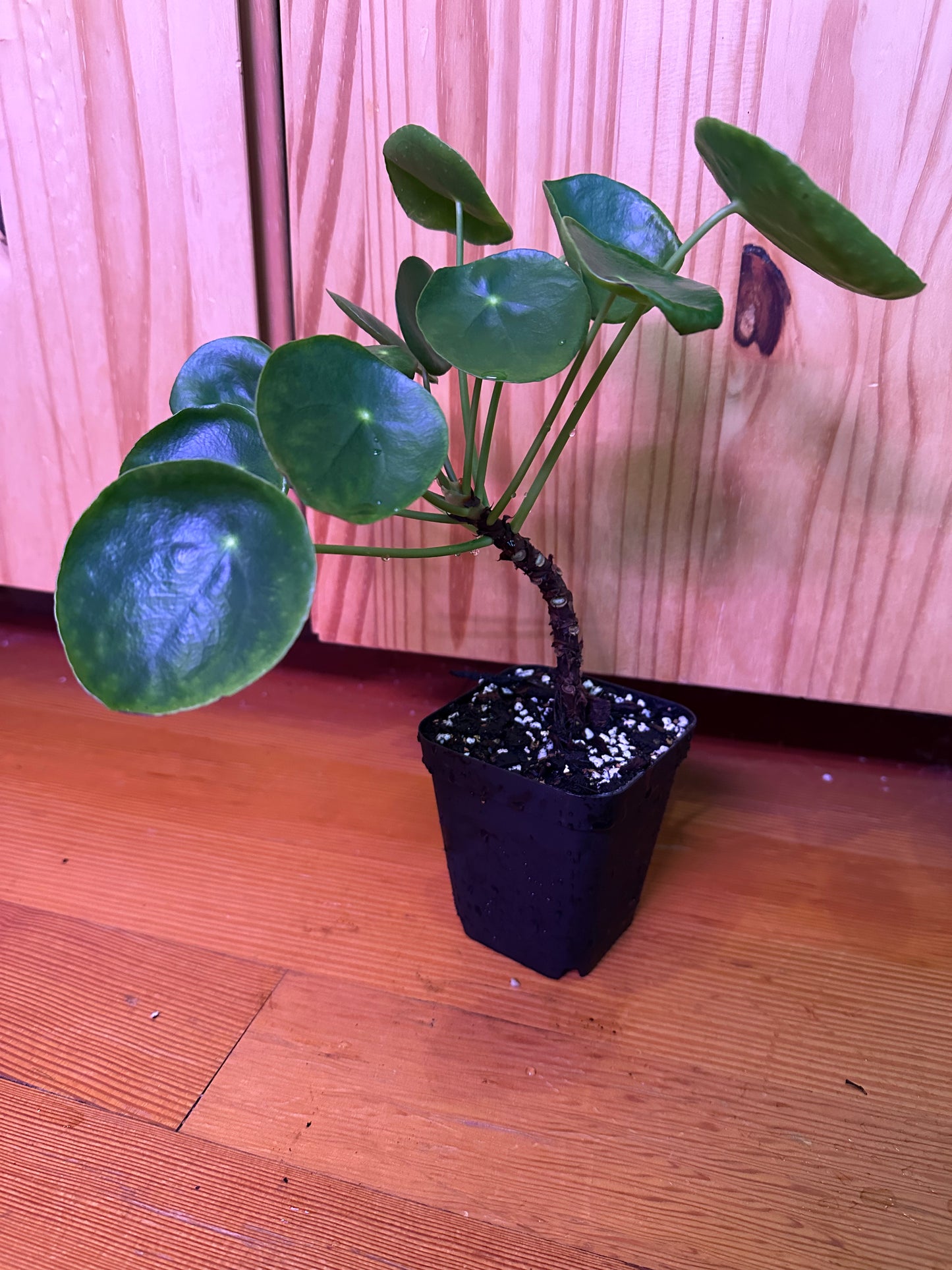 Pilea Peperomioides "Friendship plant"