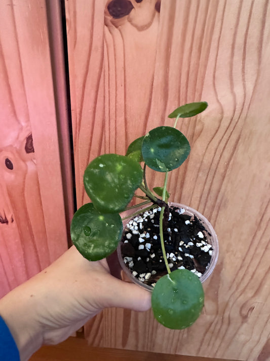 Pilea Peperomioides variegated "Friendship plant"