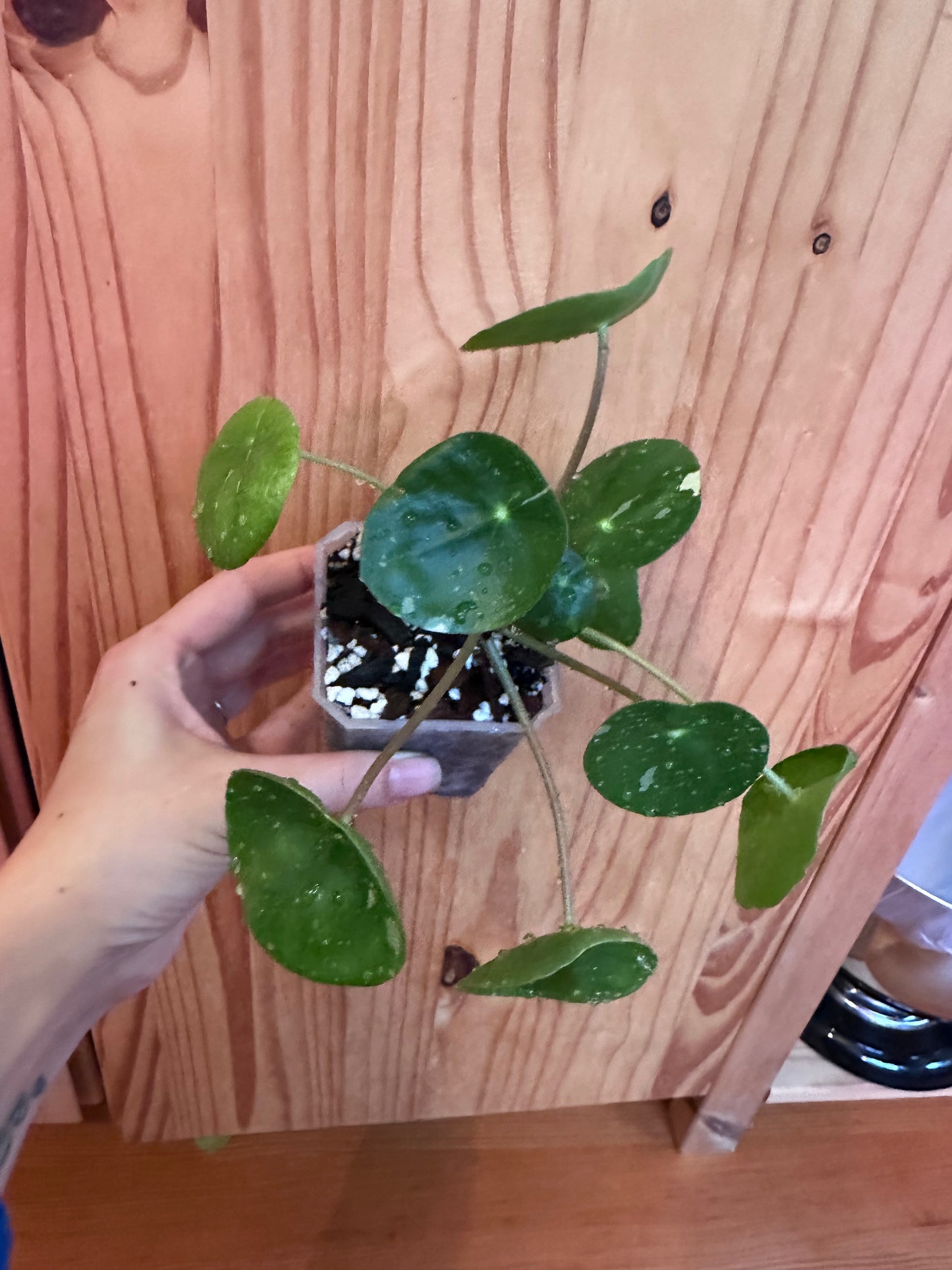Pilea Peperomioides variegated "Friendship plant"