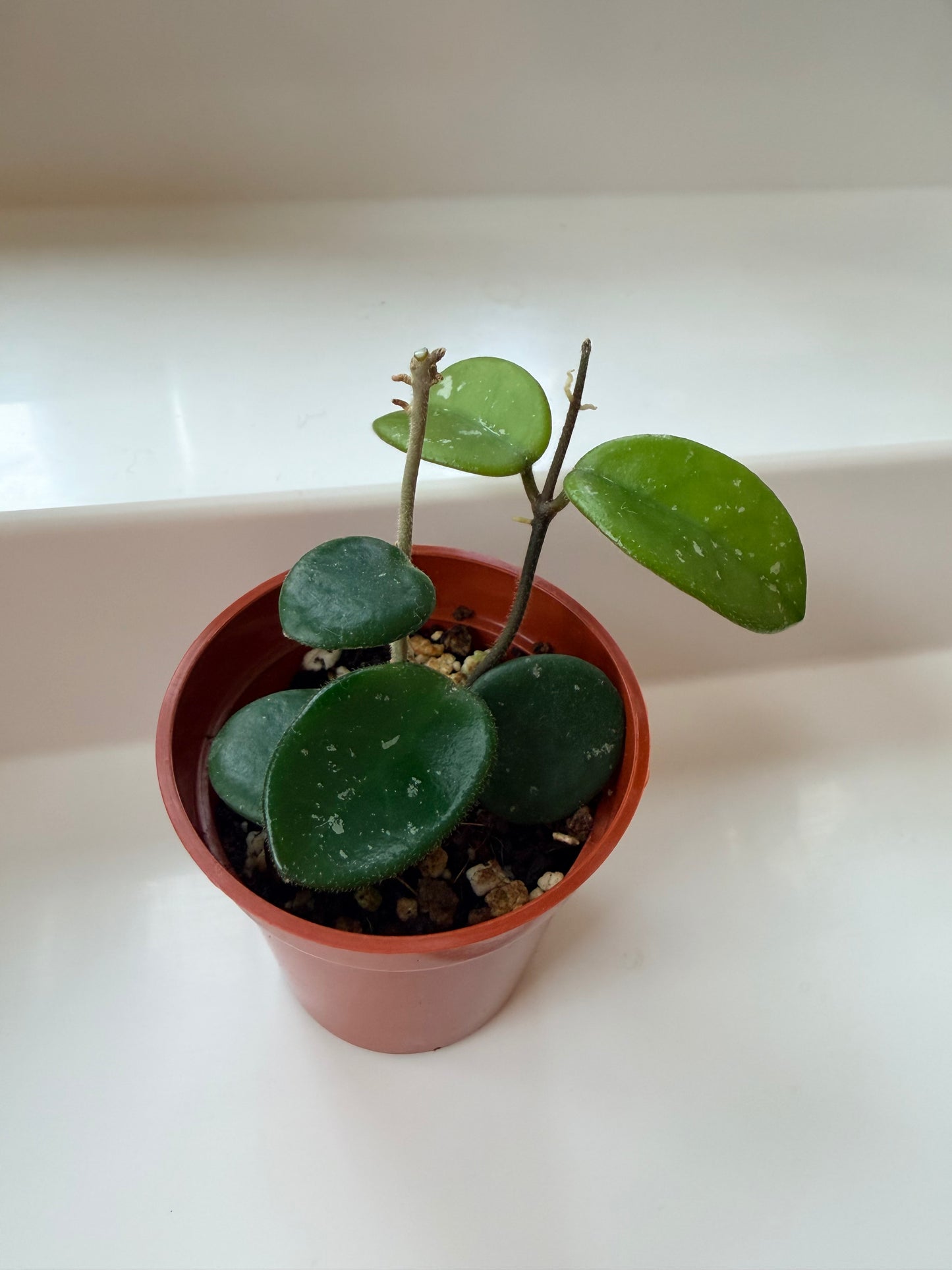 Hoya 'Mathilde' - 2"