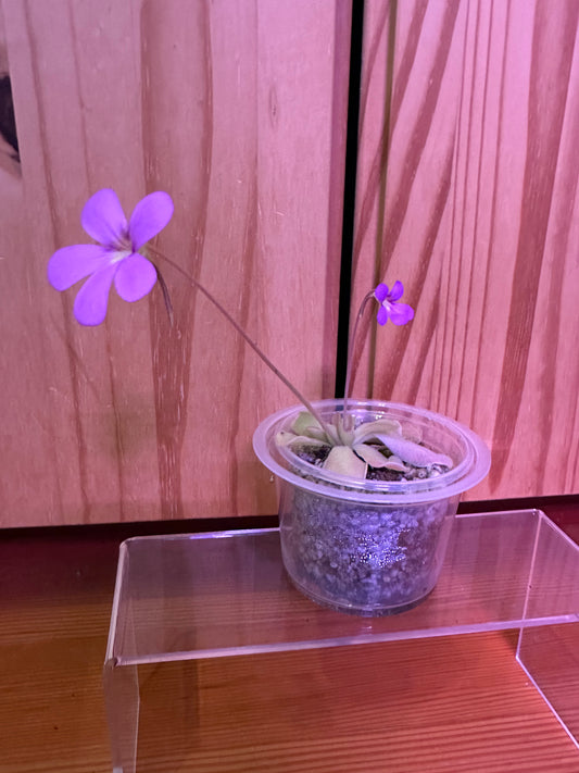 Pinguicula ‘butterwort’ carnivorous