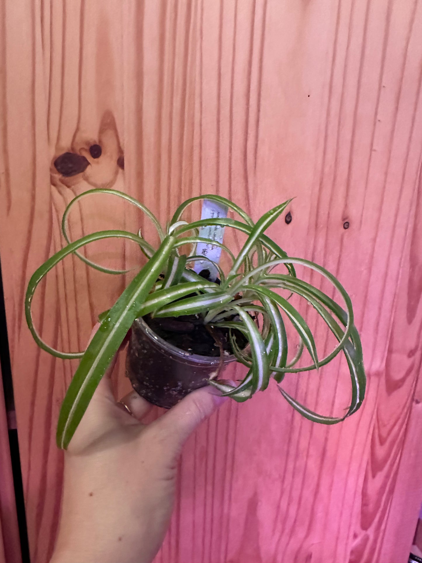 chlorophytum comosum “spider plant”