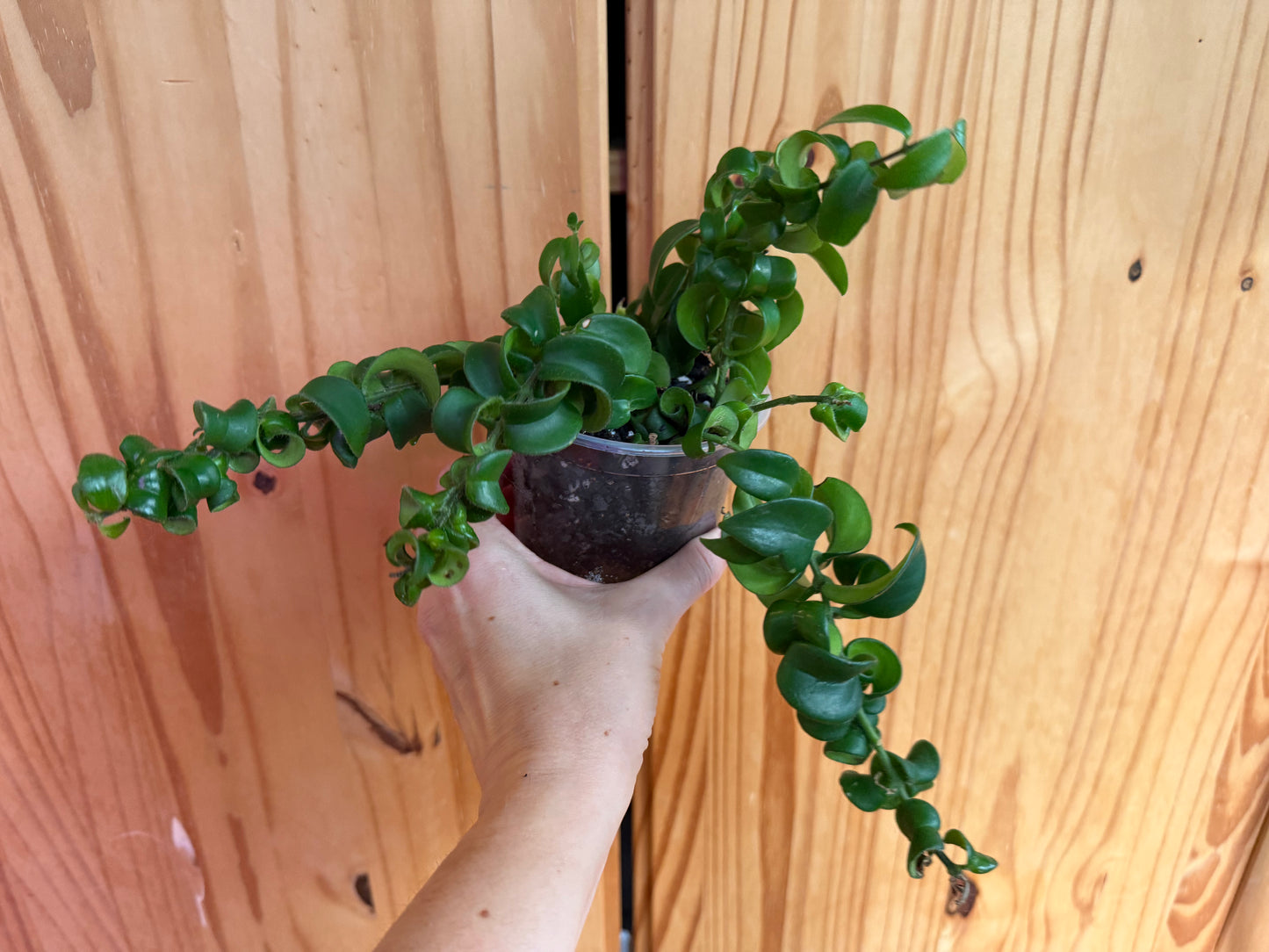 Aeschynanthus radicans (curly lipstick plant)