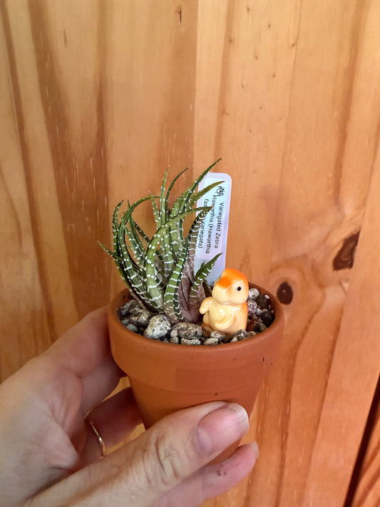 Variegated Zebra Haworthia (Haworthia fasciata variegata)