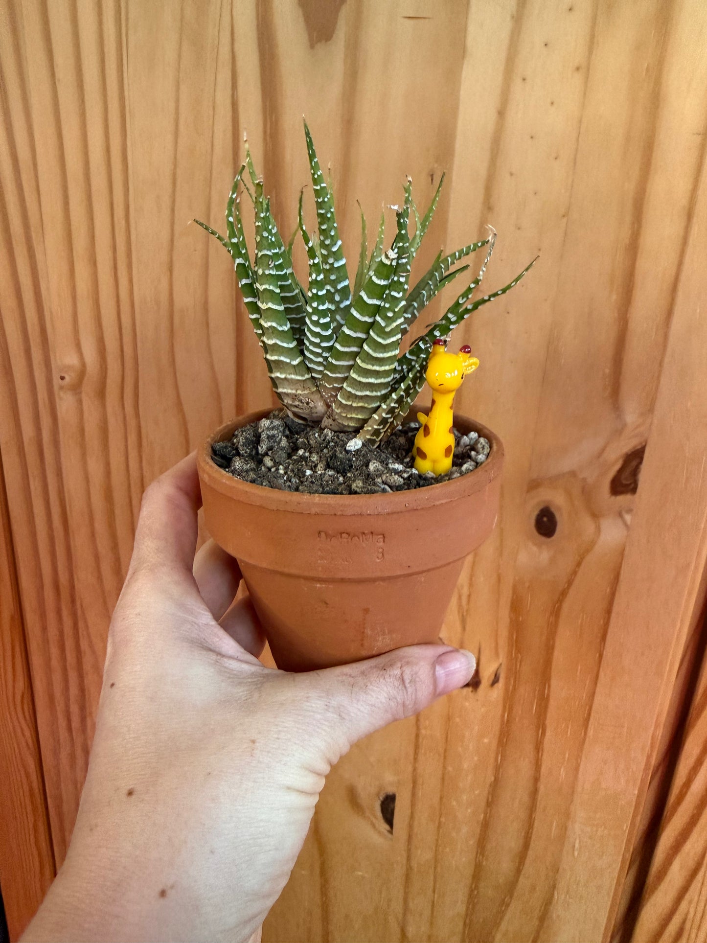 Variegated Zebra Haworthia (Haworthia fasciata variegata)