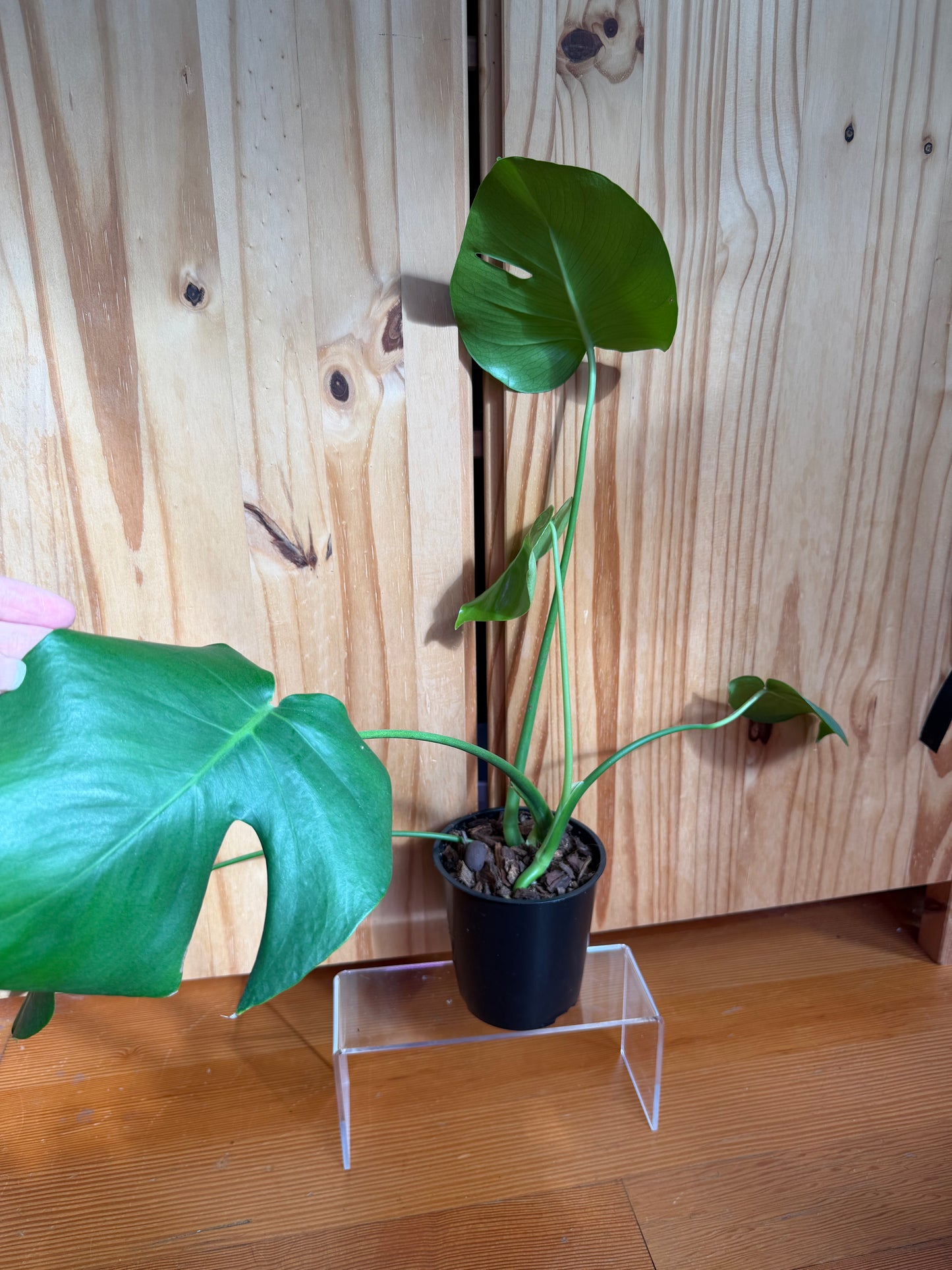 monstera deliciosa