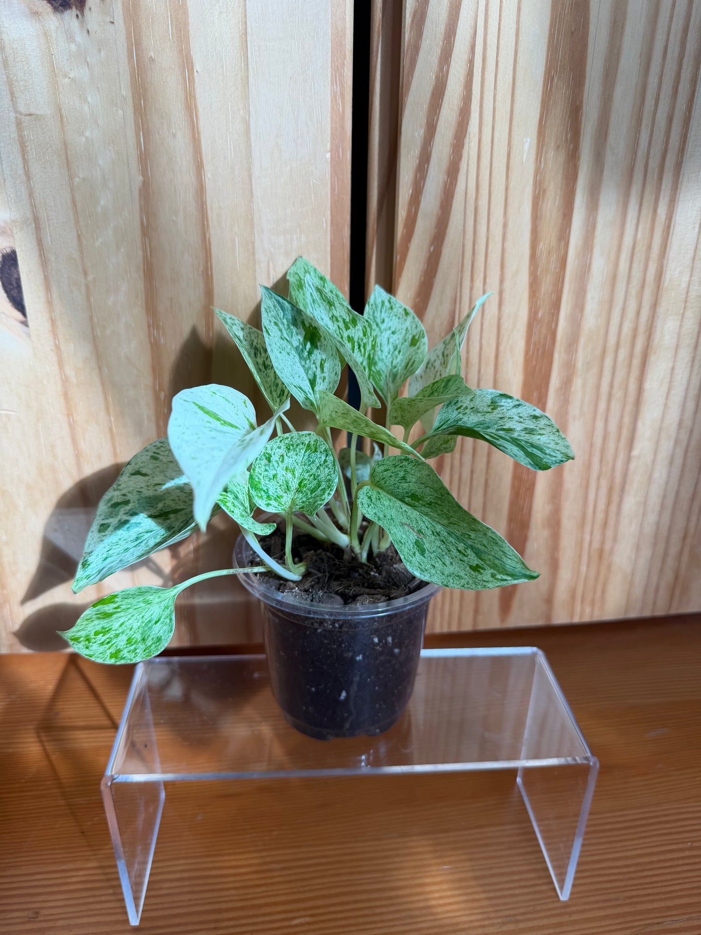 Epipremnum aureum 'marble queen pothos’