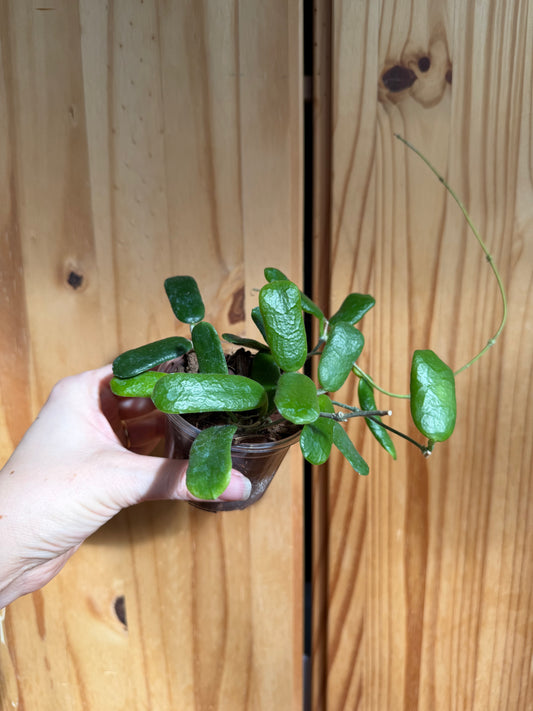 Hoya rotundiflora