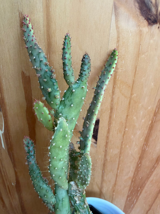 opuntia monacantha variegata (Joseph’s coat cactus) in decorative pot
