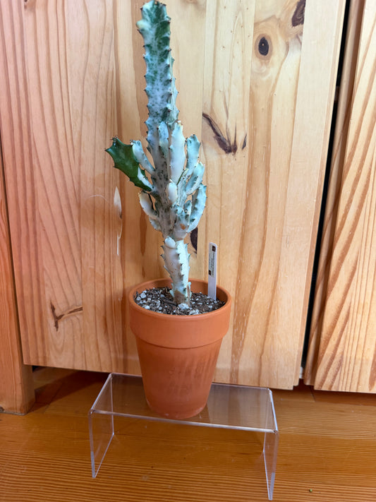 Euphorbia lactea variegata (ghost cactus) in terracotta