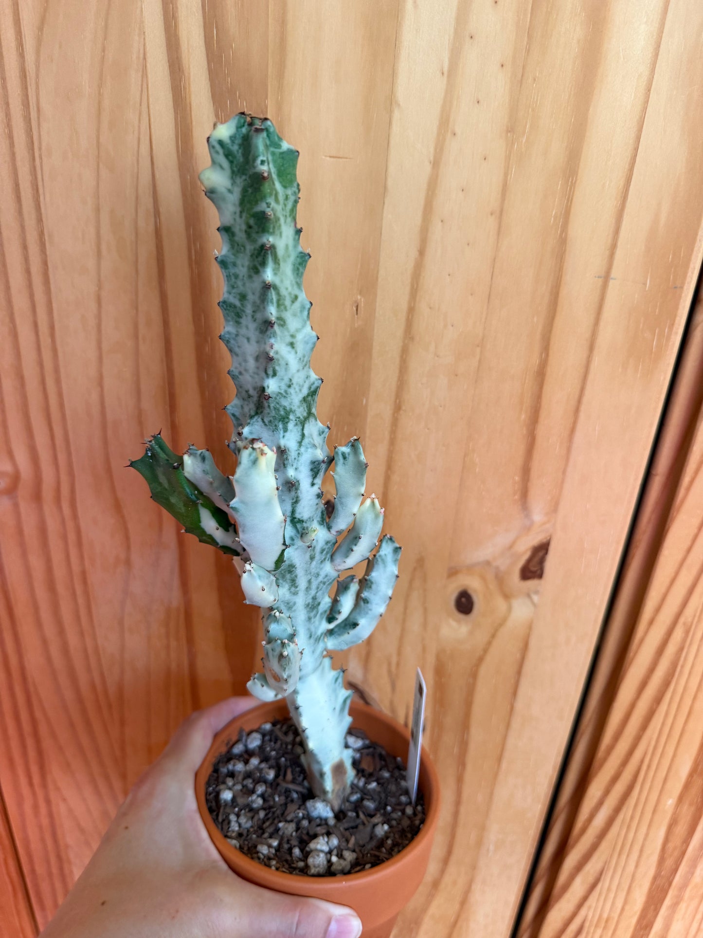 Euphorbia lactea variegata (ghost cactus) in terracotta