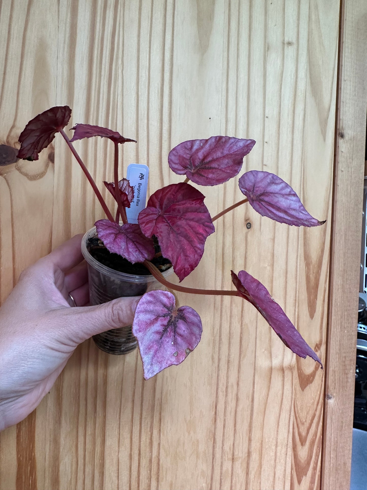 Begonia Rex ‘pink leaf’