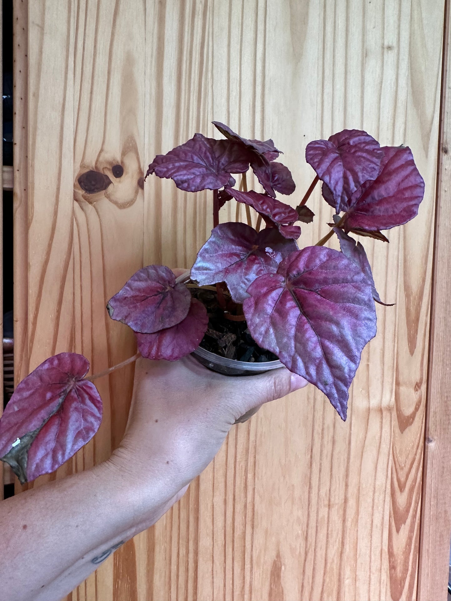 Begonia Rex ‘pink leaf’