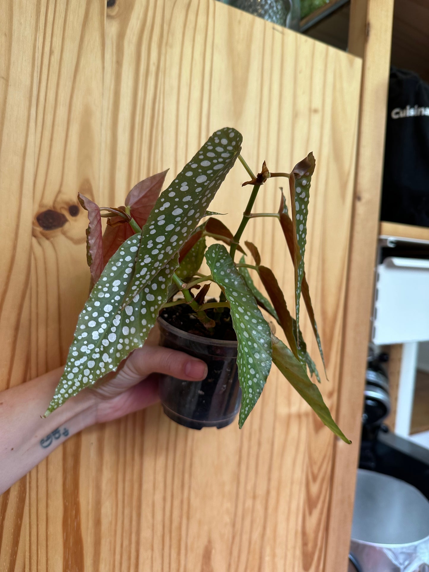 Begonia maculata ‘Polka-dot’