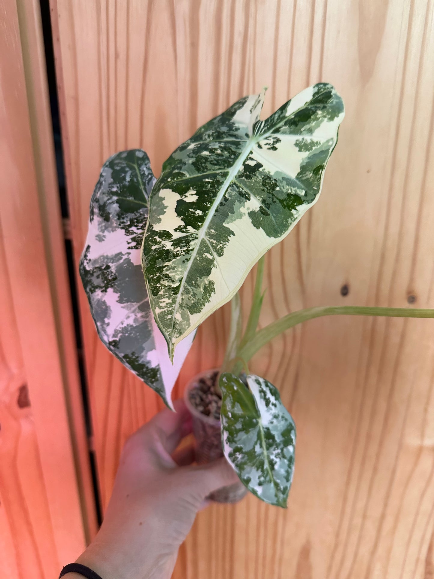 alocasia frydek variegated