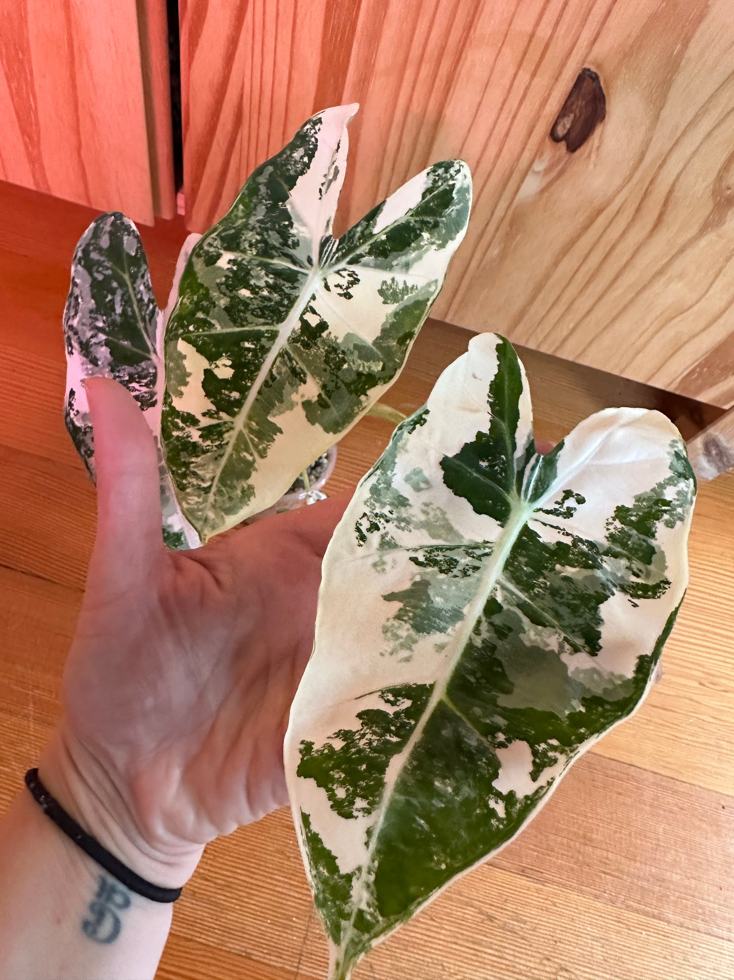 alocasia frydek variegated