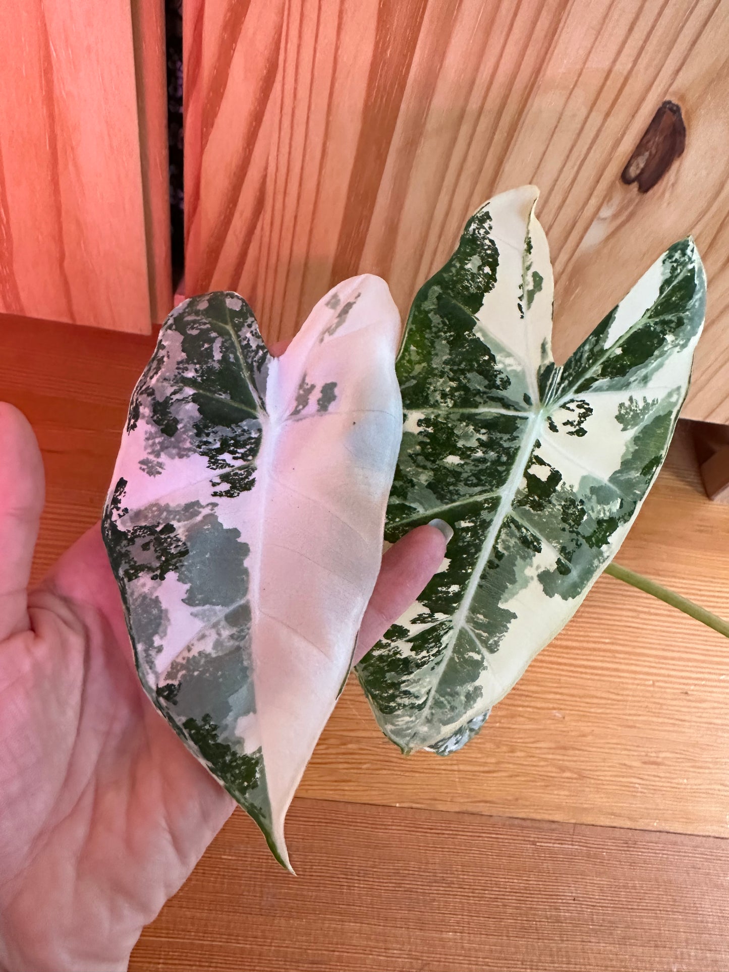alocasia frydek variegated